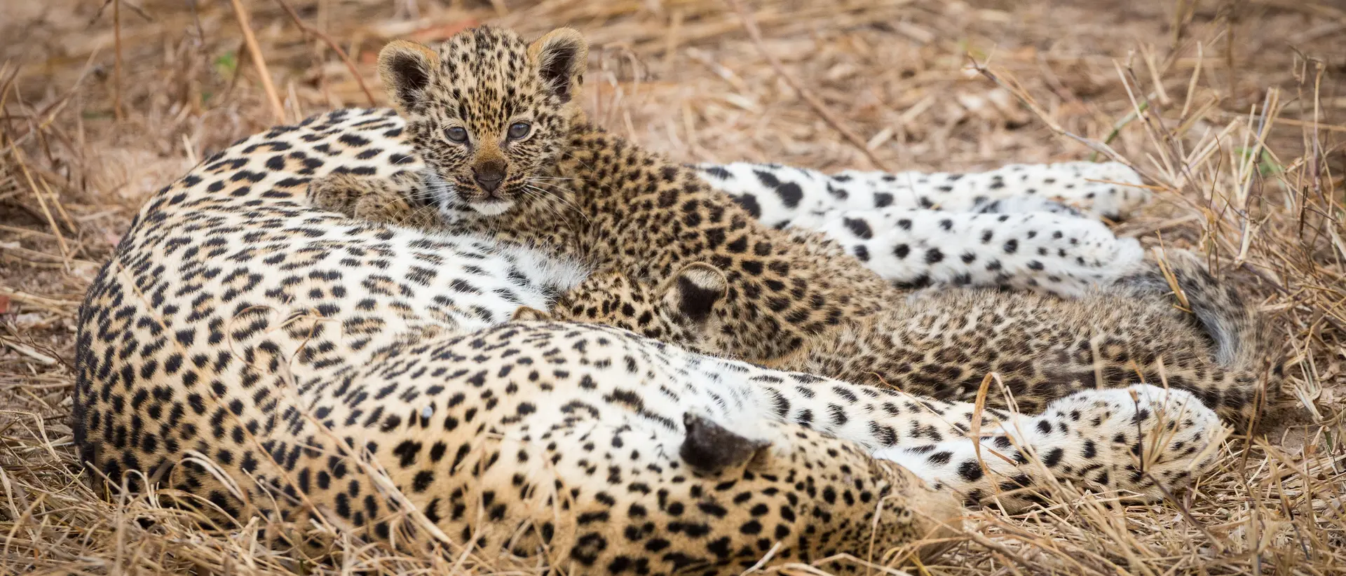 Leopard and her cub, Botswana