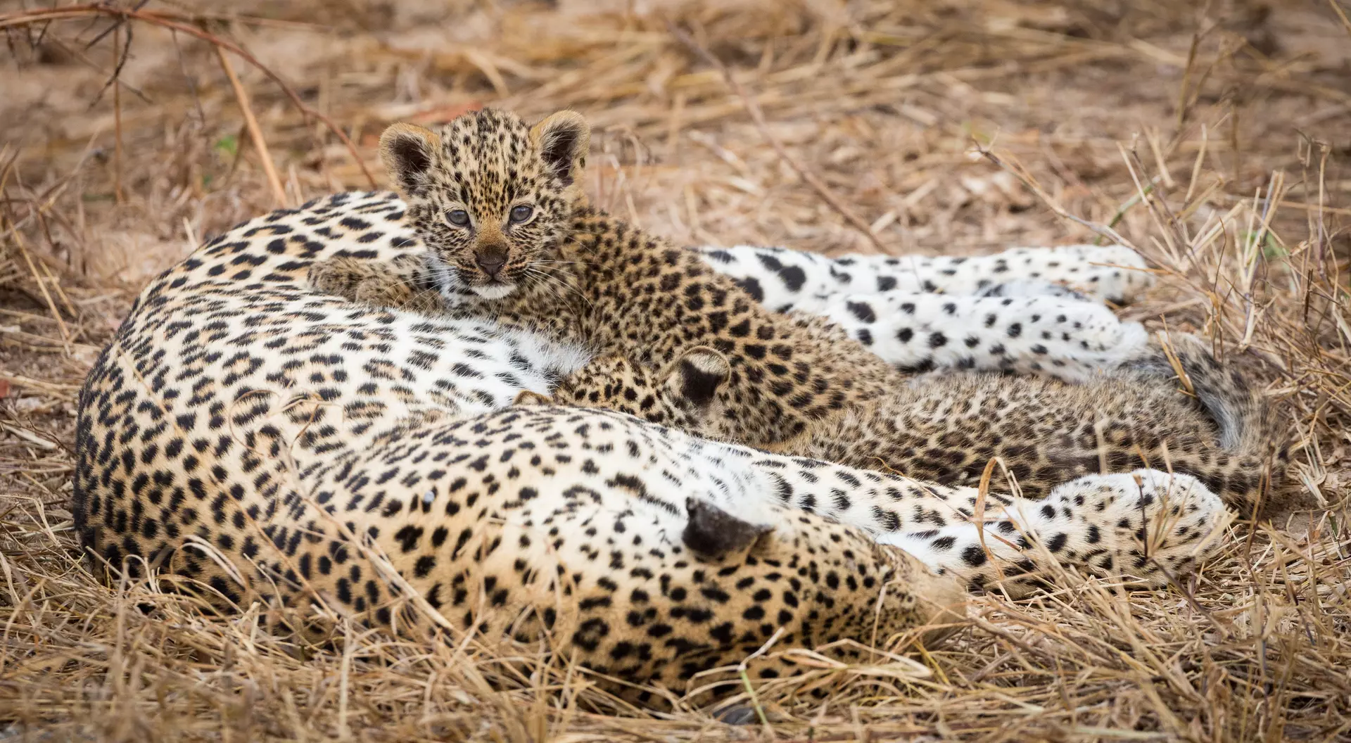 Leopard and her cub, Botswana
