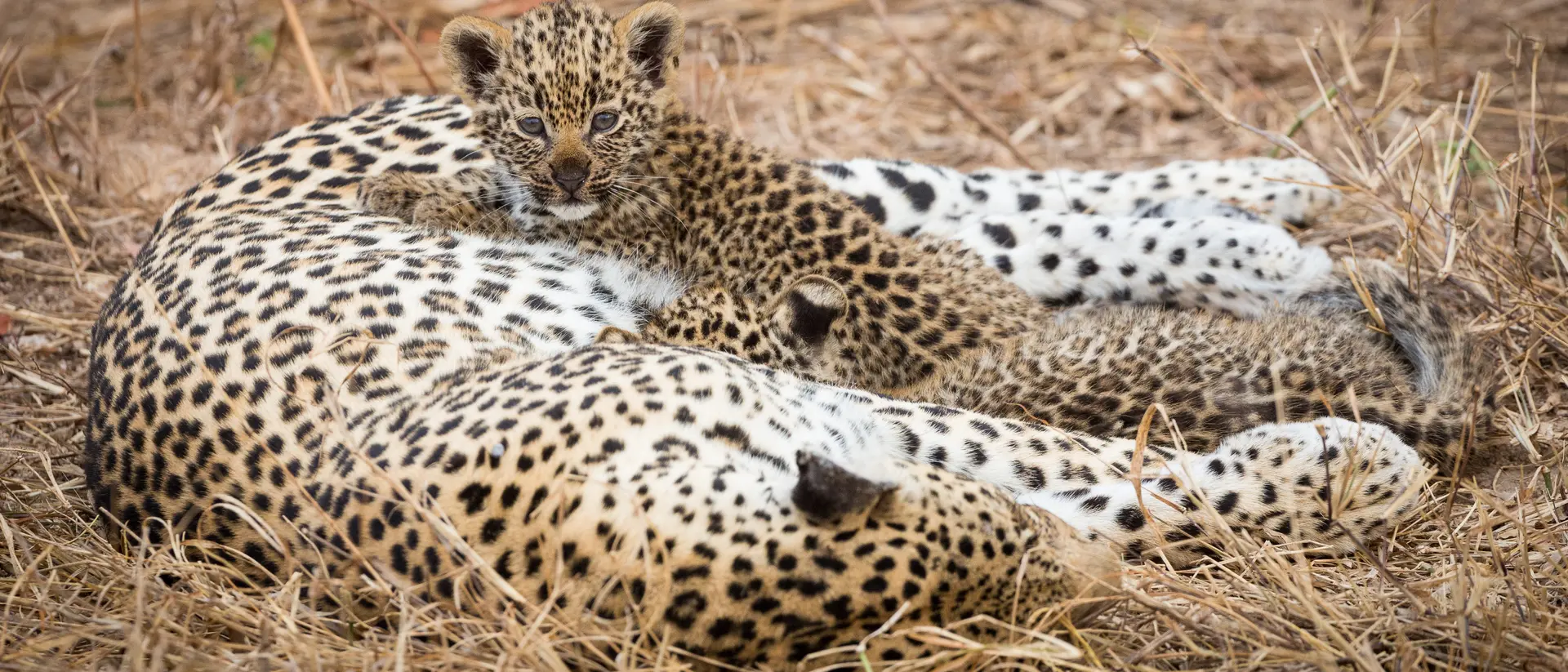 Leopard and her cub, Botswana