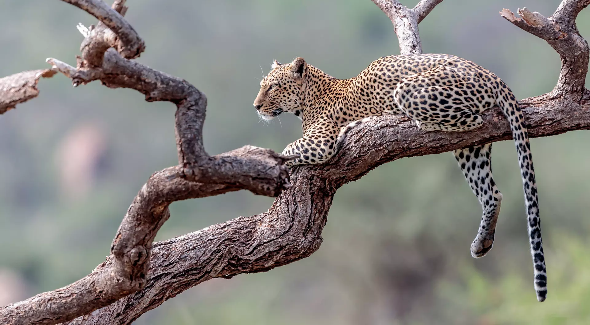 Leopard in the Masai Mara, Kenya