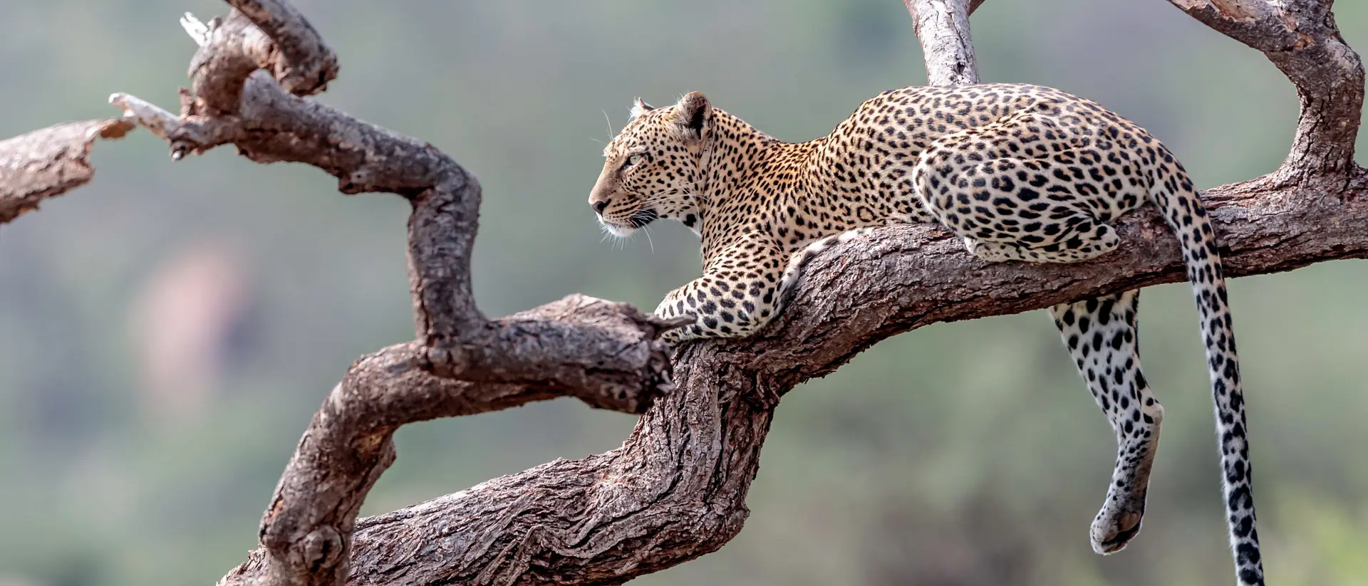 Leopard in the Masai Mara, Kenya
