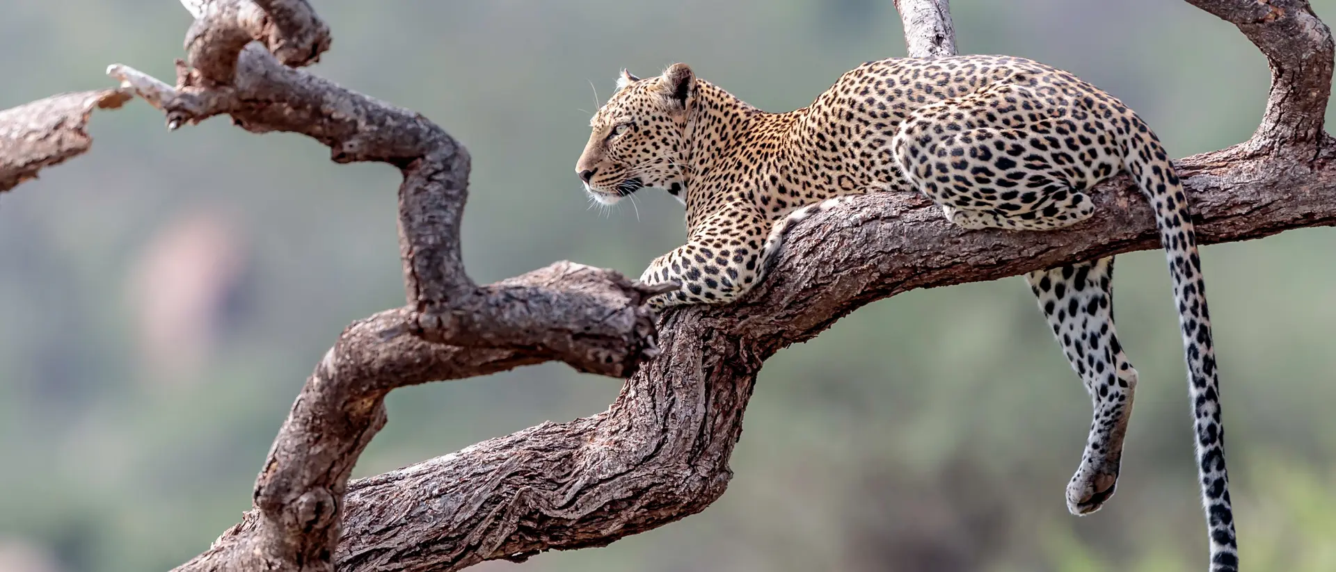 Leopard in the Masai Mara, Kenya