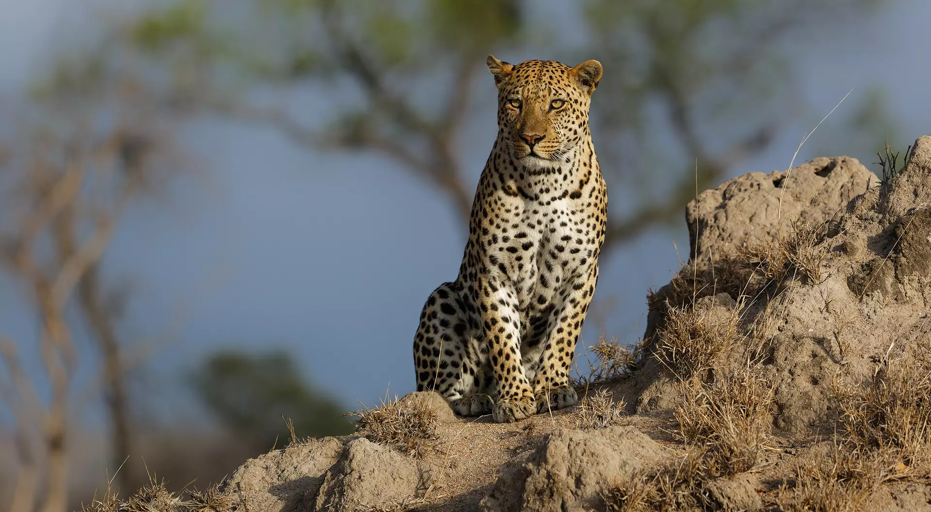 Leopard Sabi Sands Game Reserve
