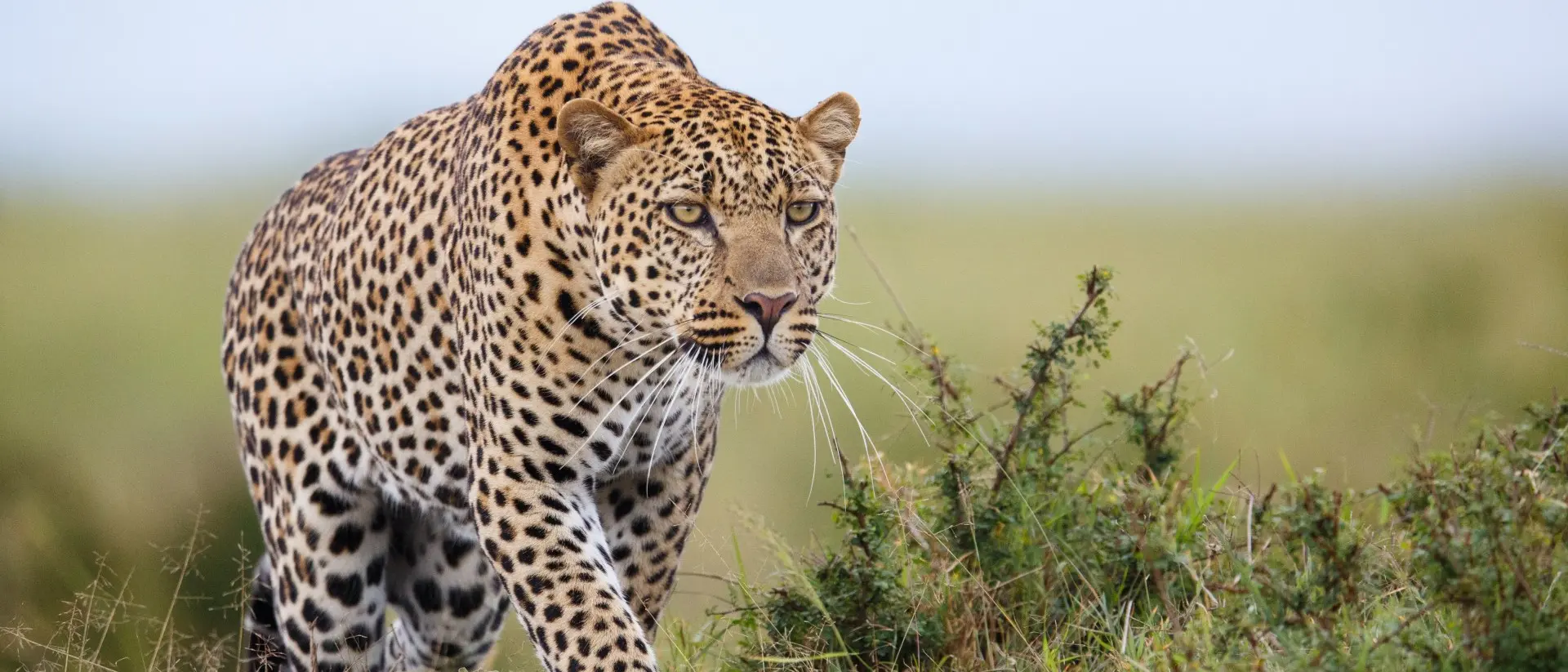 Leopard hunting in savannah