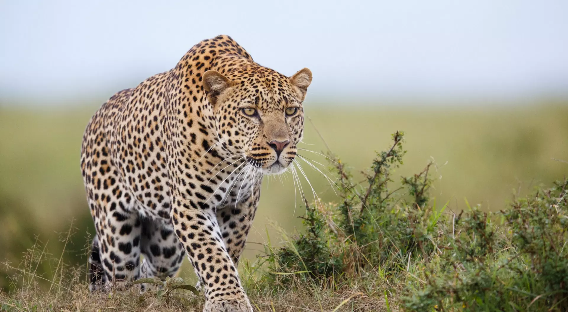 Leopard hunting in savannah