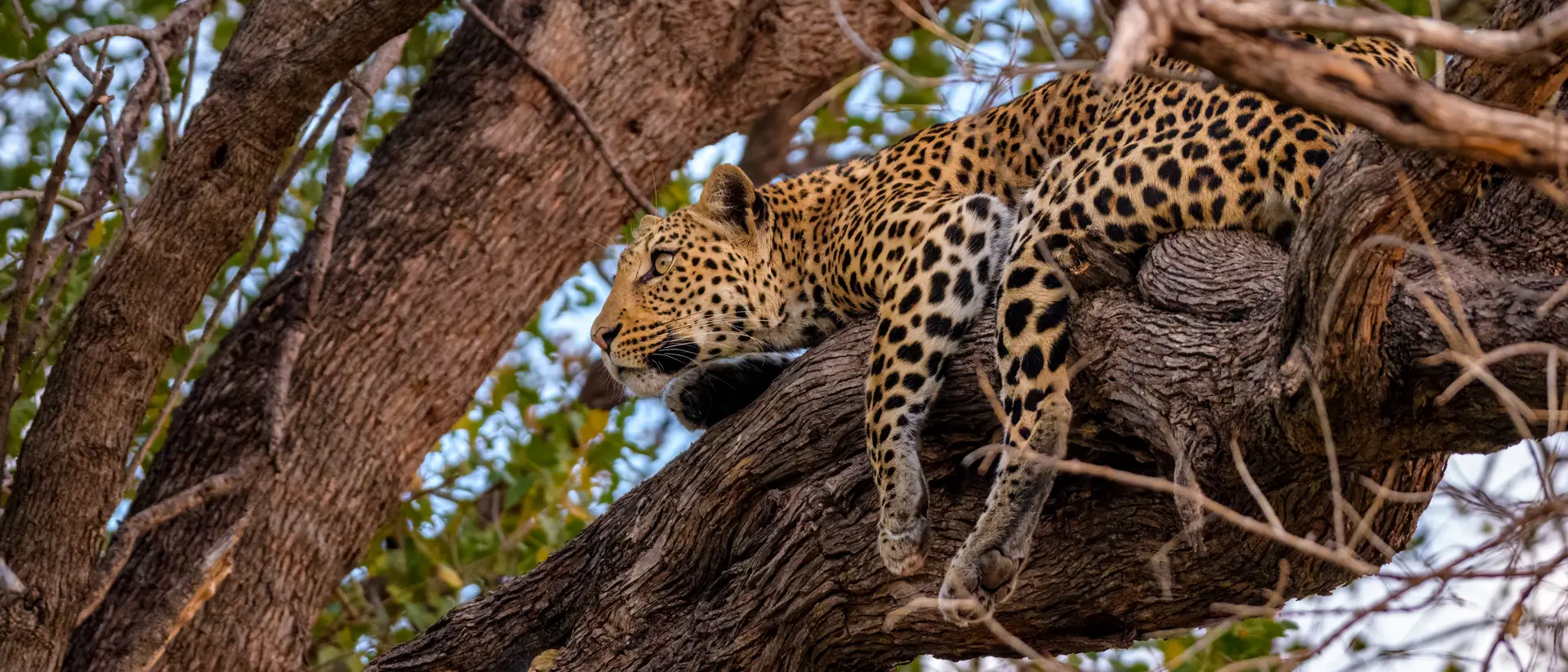 Leopard in Moremi Game Reserve