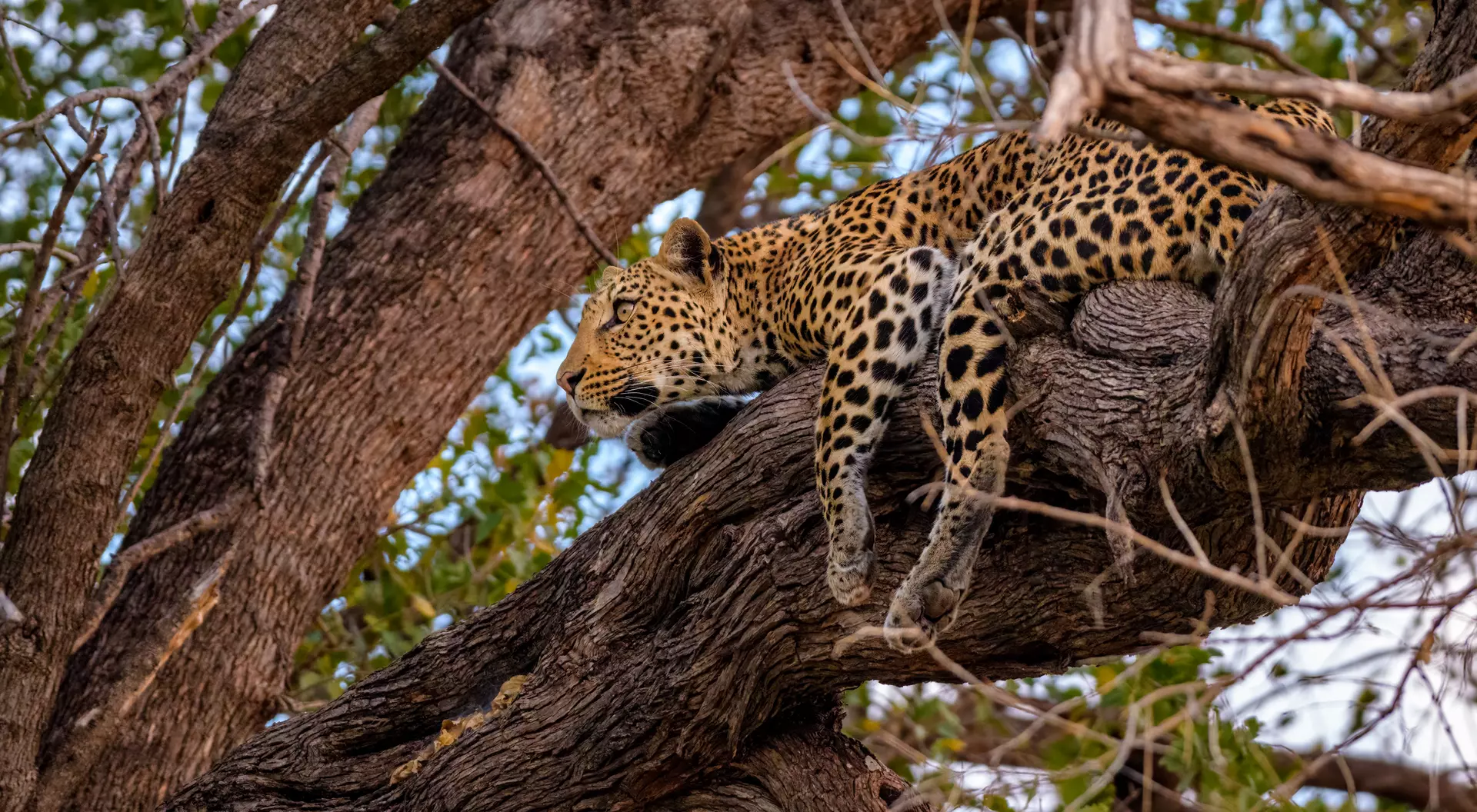 Leopard in Moremi Game Reserve