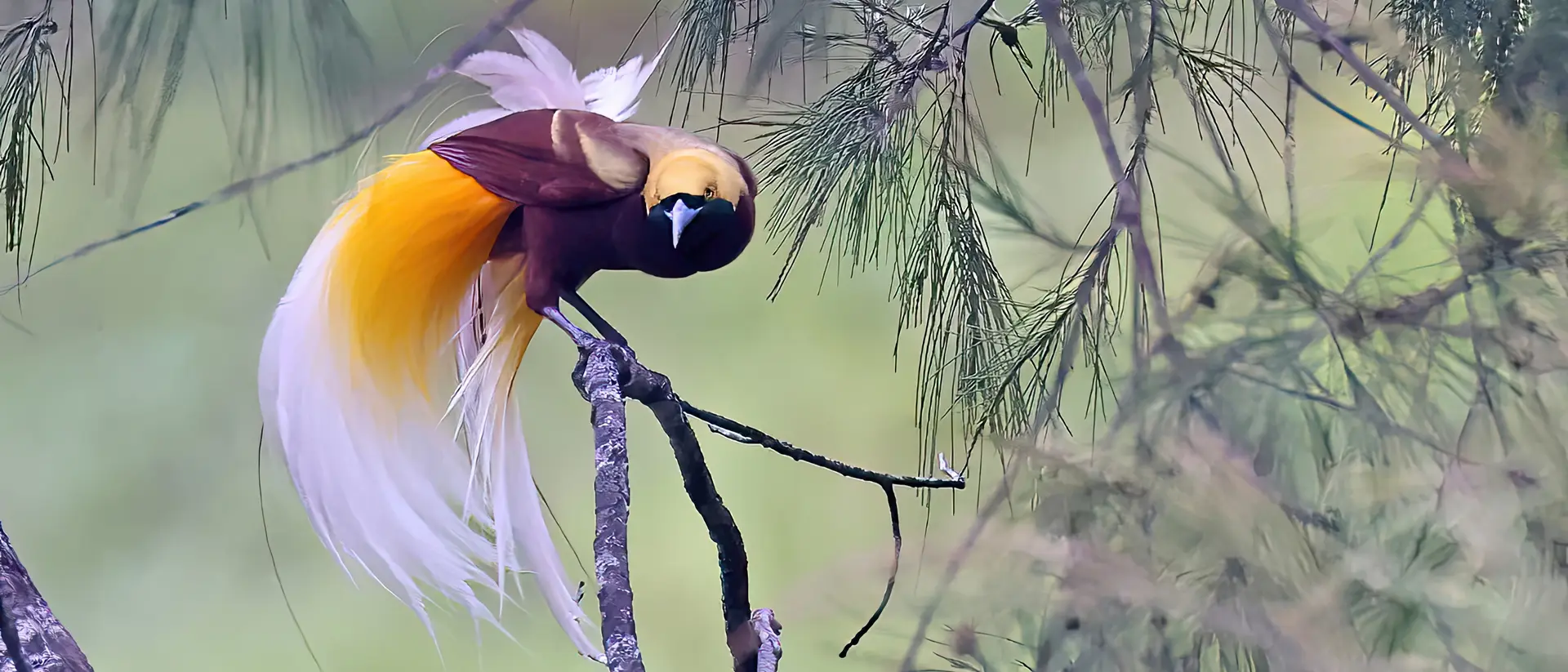 Lesser bird-of-paradise 
