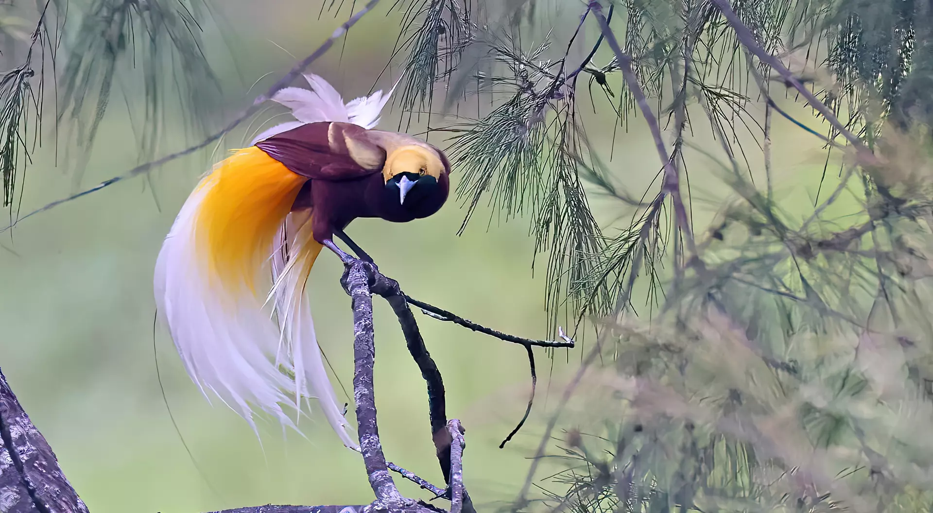 Lesser bird-of-paradise