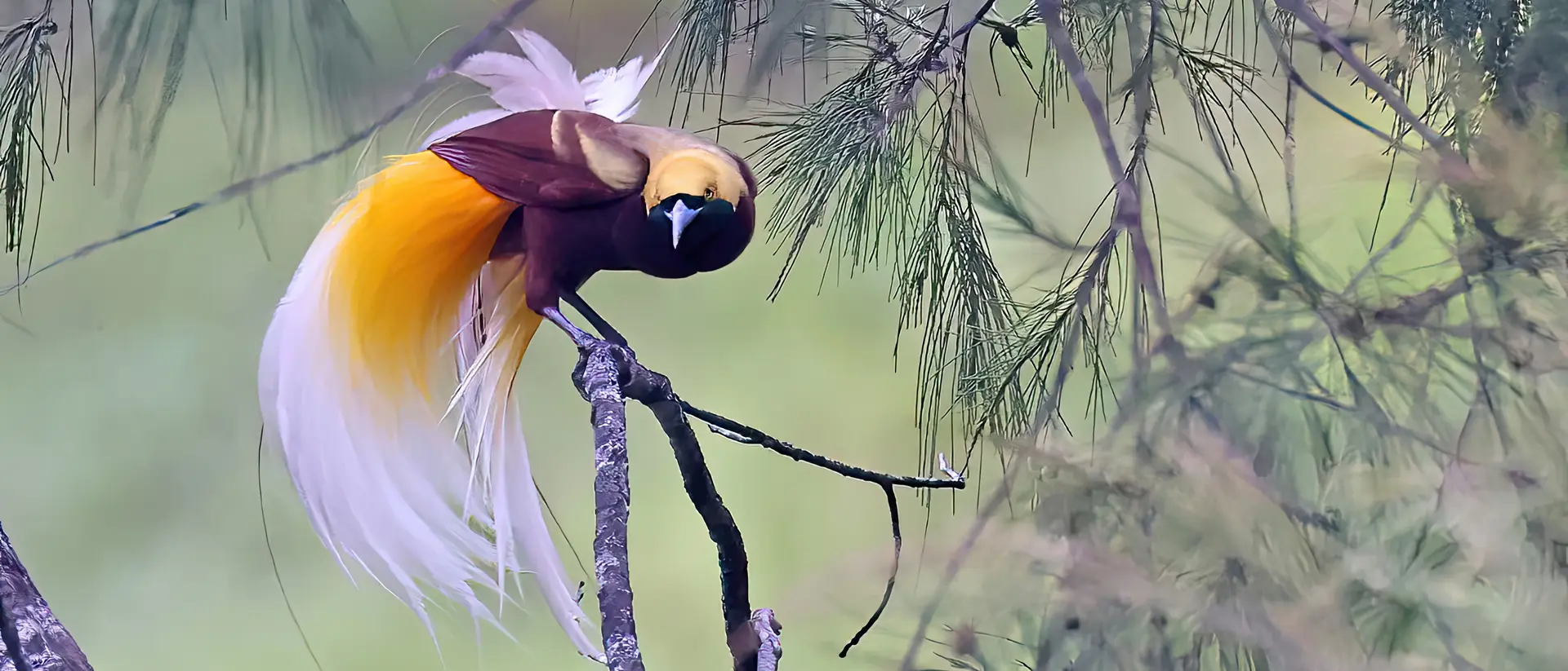 Lesser bird-of-paradise