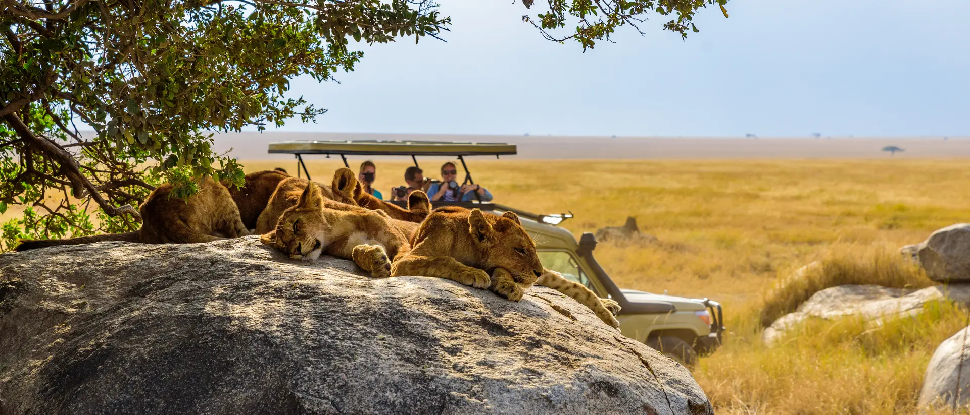 Lion Pride, Serengeti National Park