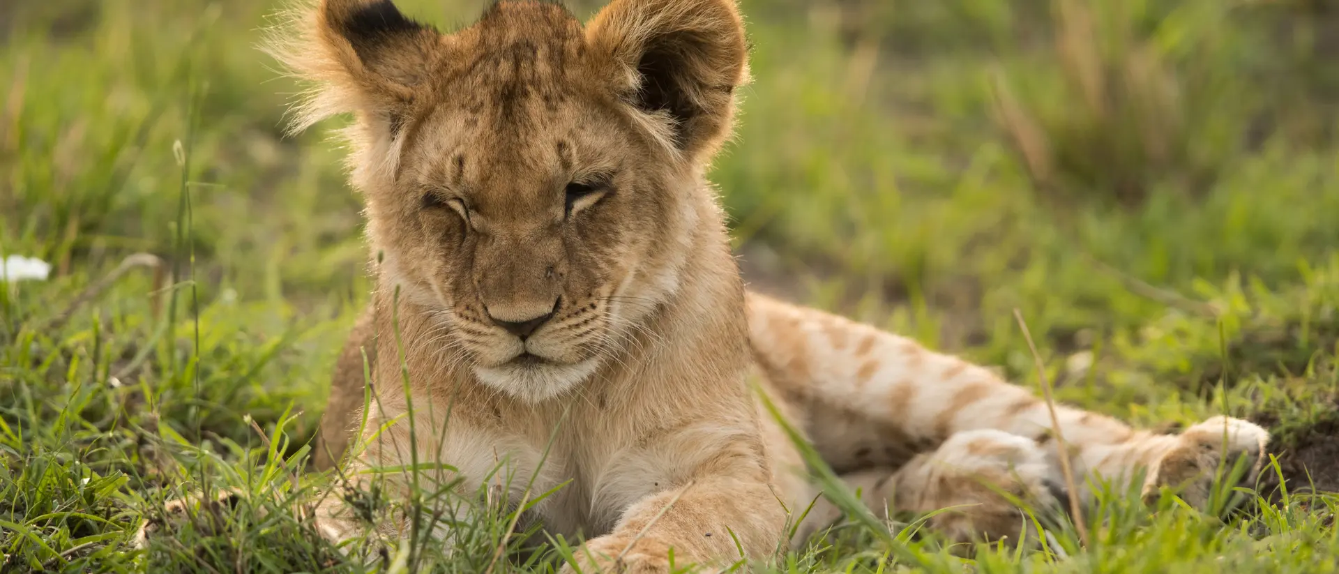 Lion cub at Masai Mara, Kenya