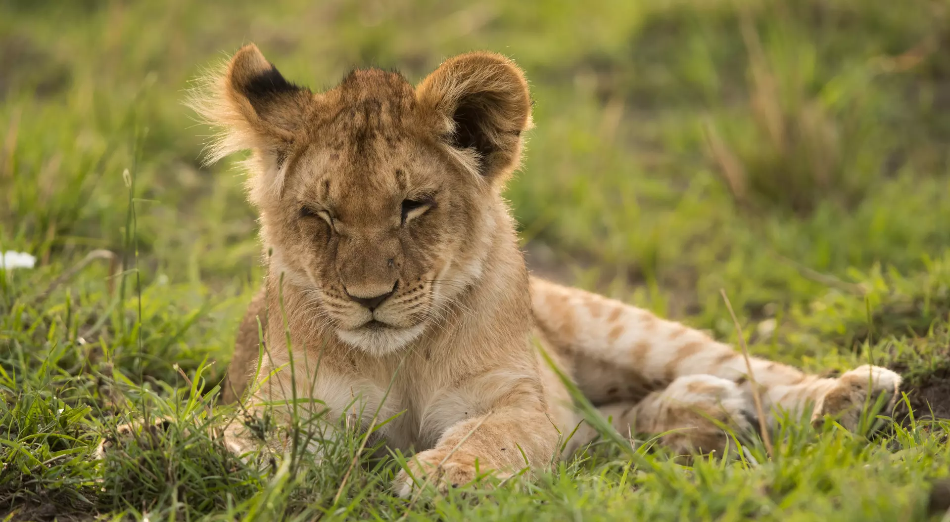 Lion cub at Masai Mara, Kenya