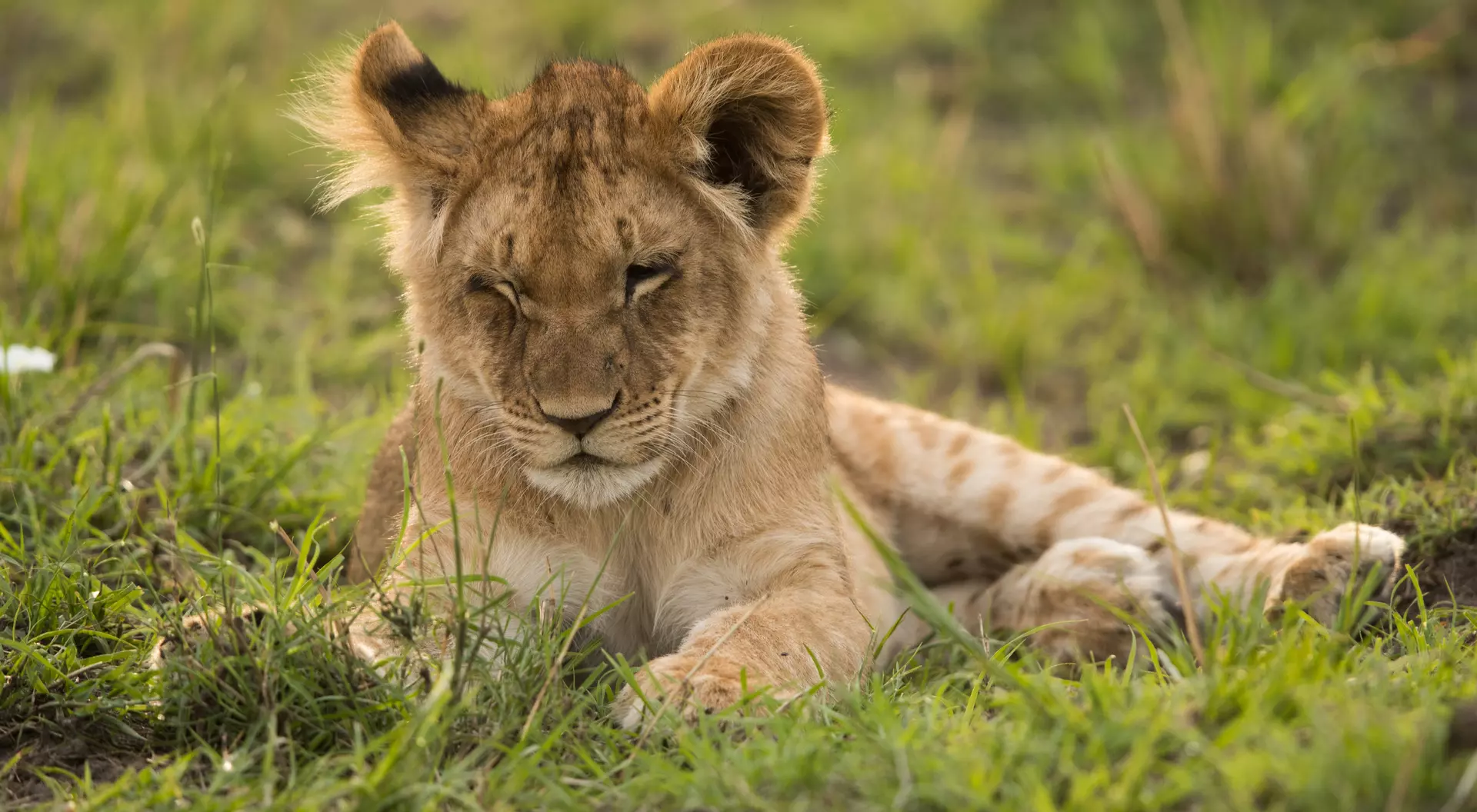 Lion cub at Masai Mara, Kenya