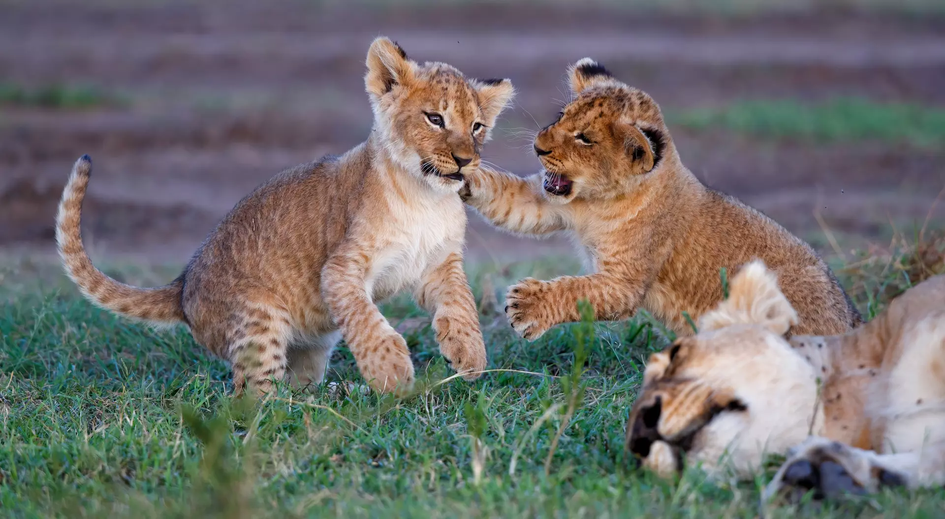 Lioness and Cubs in the Masai Mara