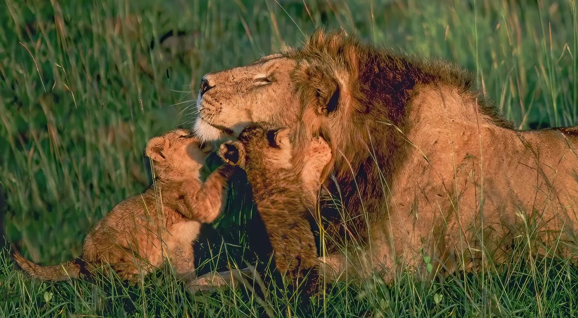 Lion playing with very young cubs, Masai Mara
