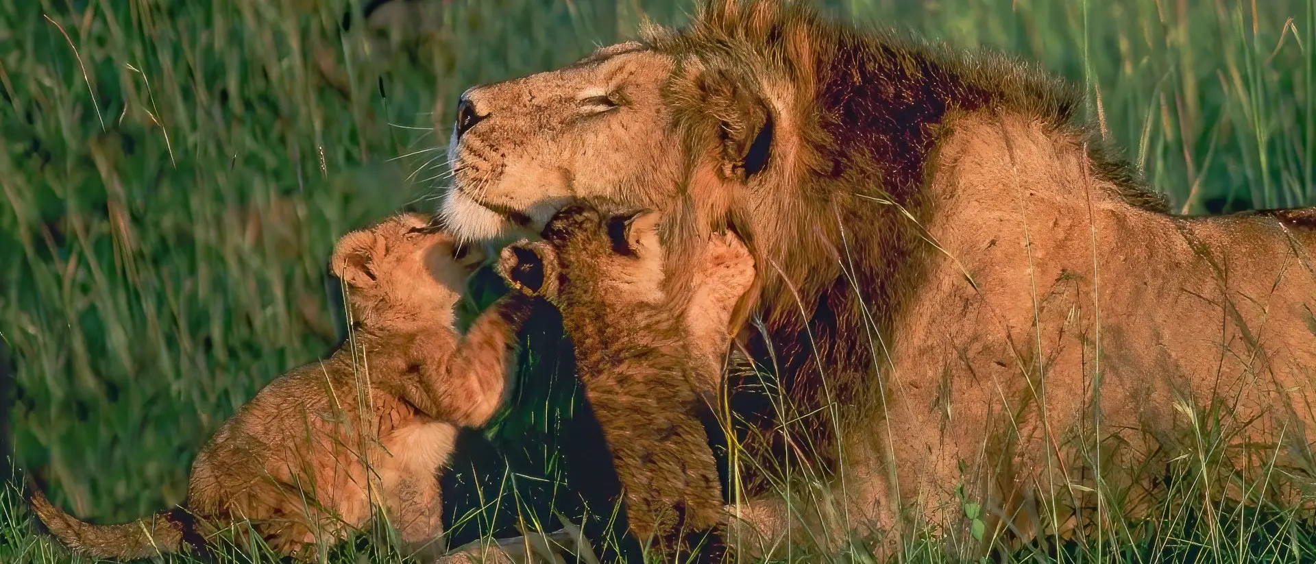 Lion playing with very young cubs, Masai Mara