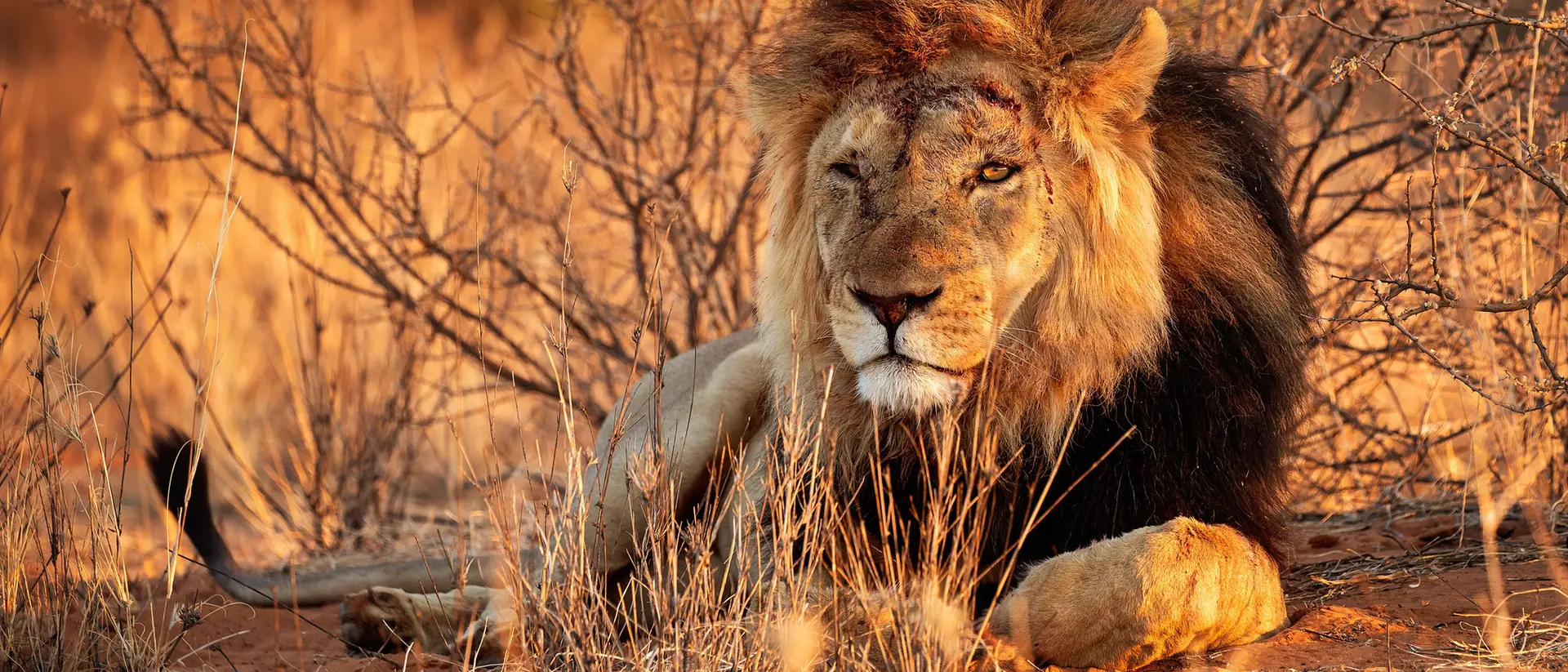 Lion in Etosha National Park Namibia