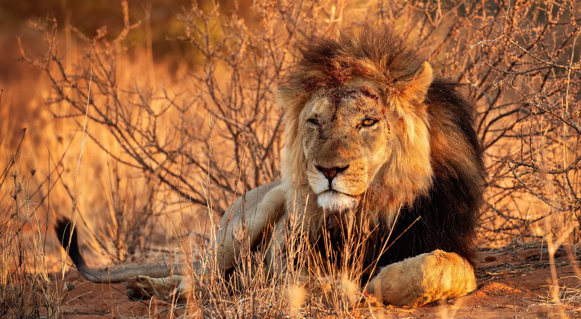Lion in Etosha National Park Namibia
