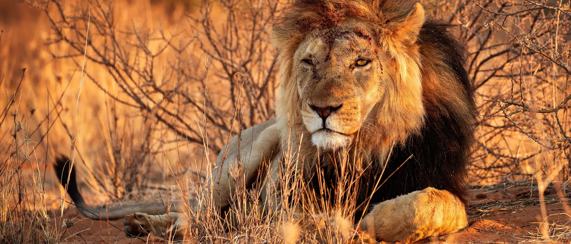 Lion in Etosha National Park Namibia
