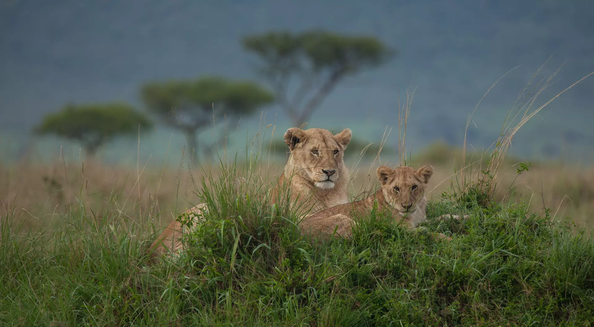 Lioness and Cub in the Masai Mara