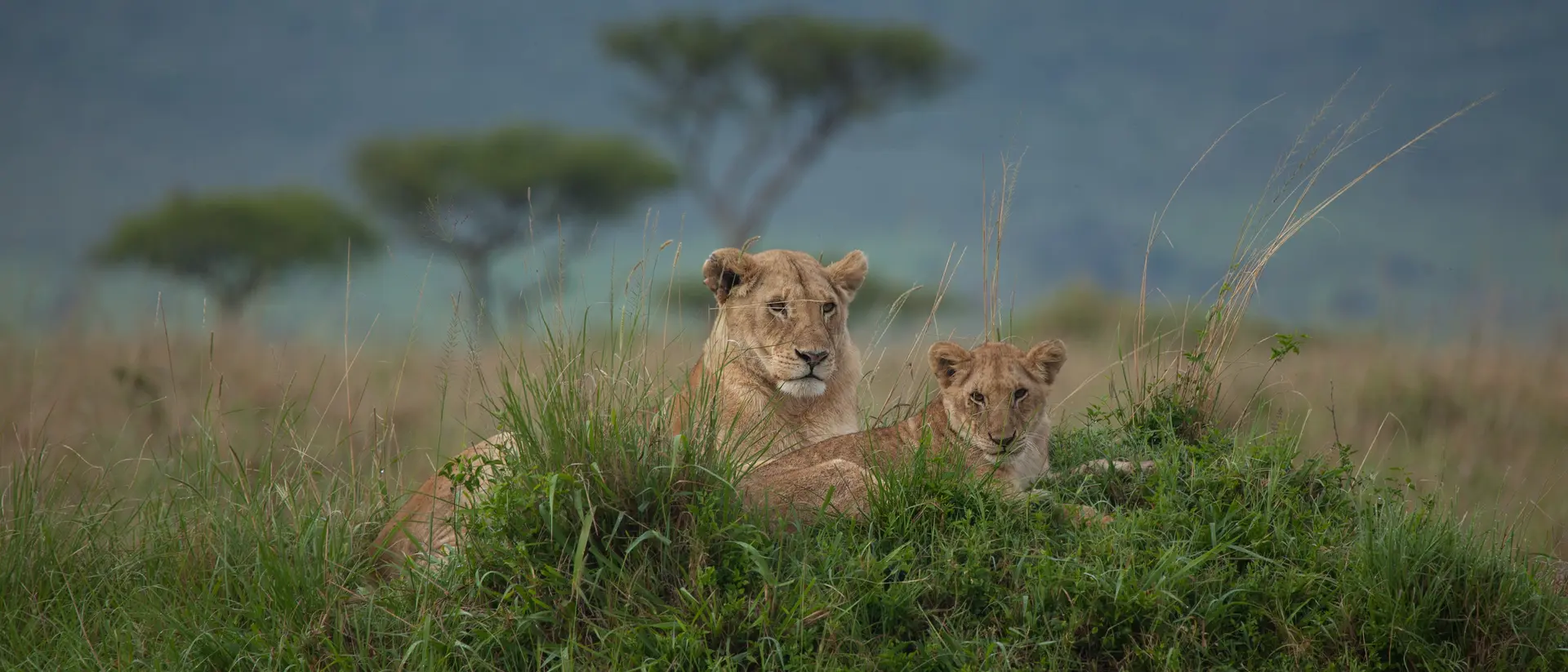 Lioness and Cub in the Masai Mara
