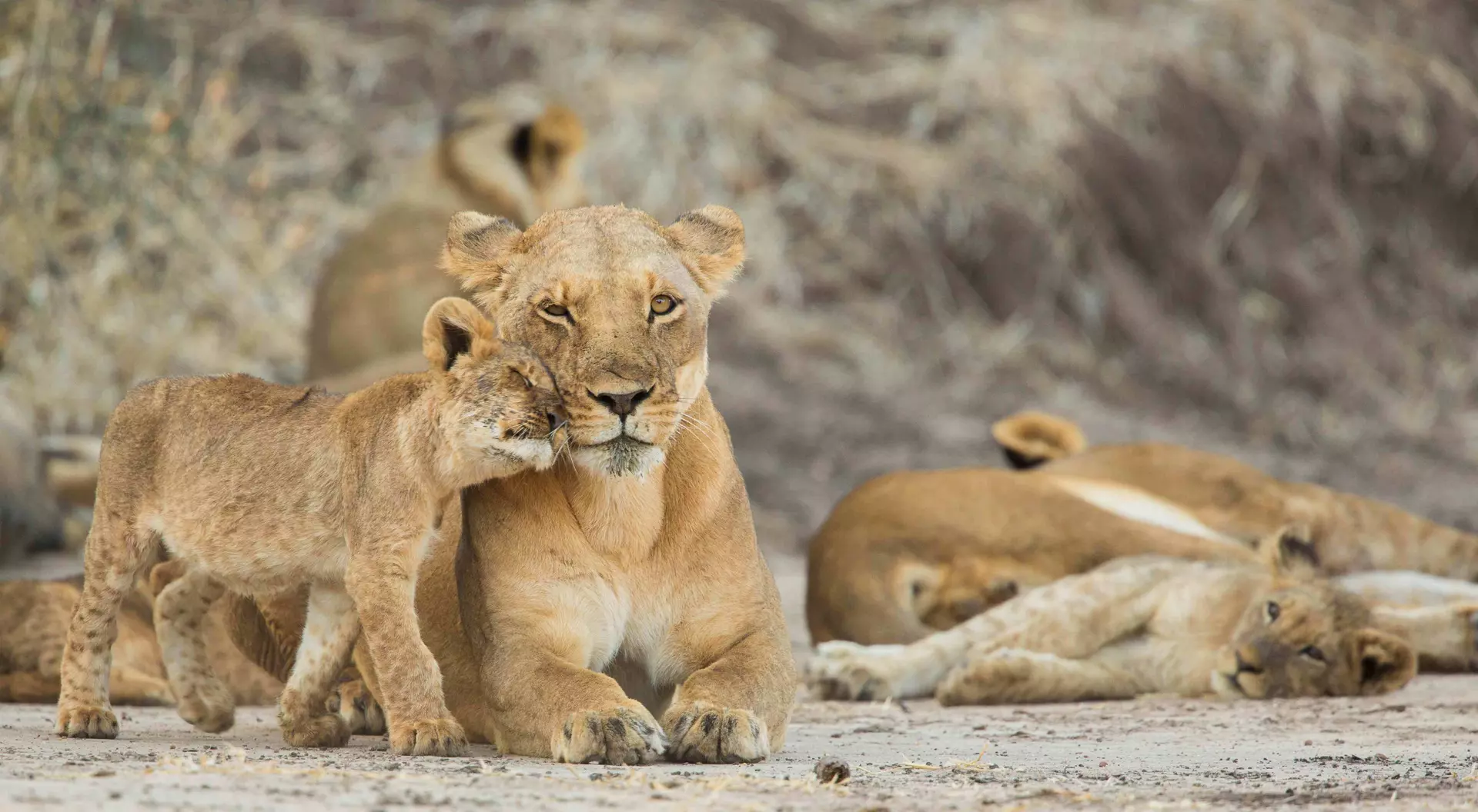 Lioness with her cubs, Kruger National Park