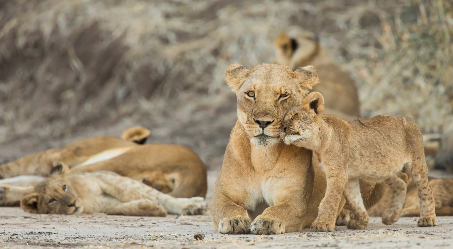 Lioness & cubs