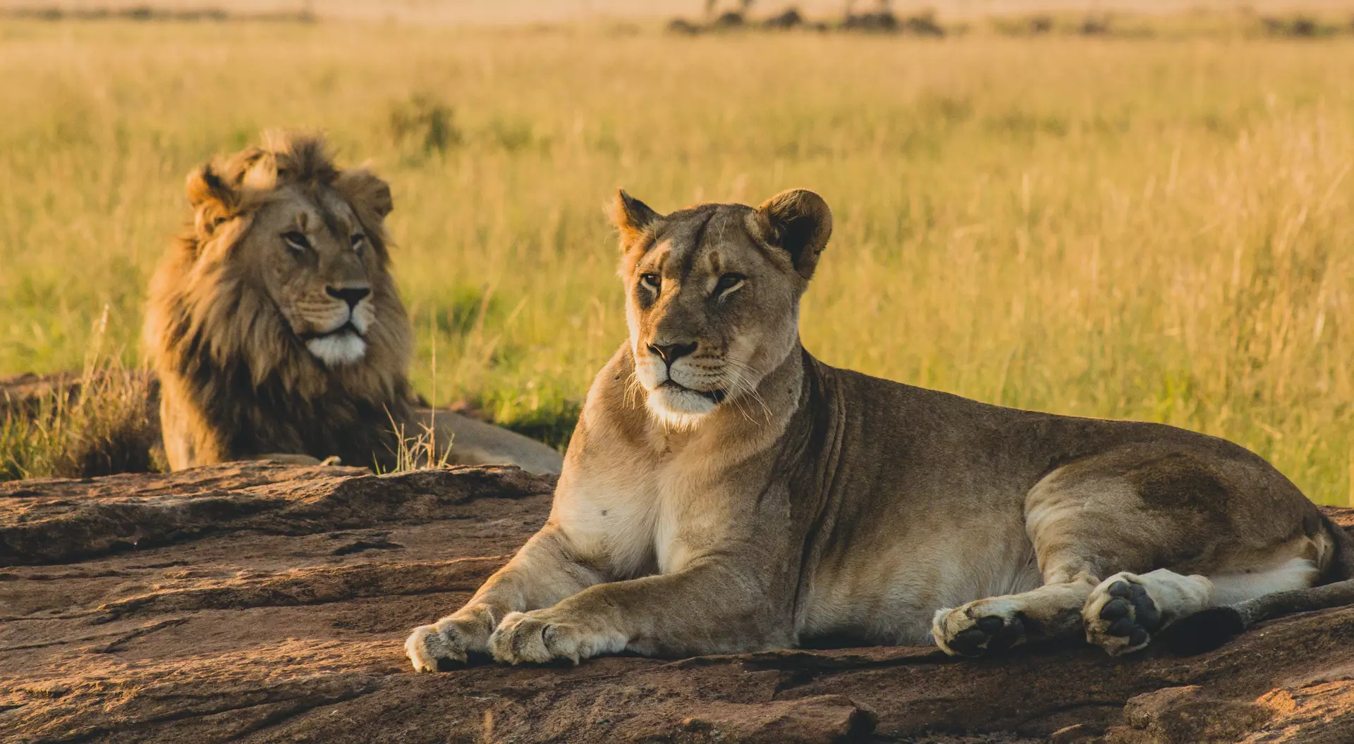 Lions in the Serengeti