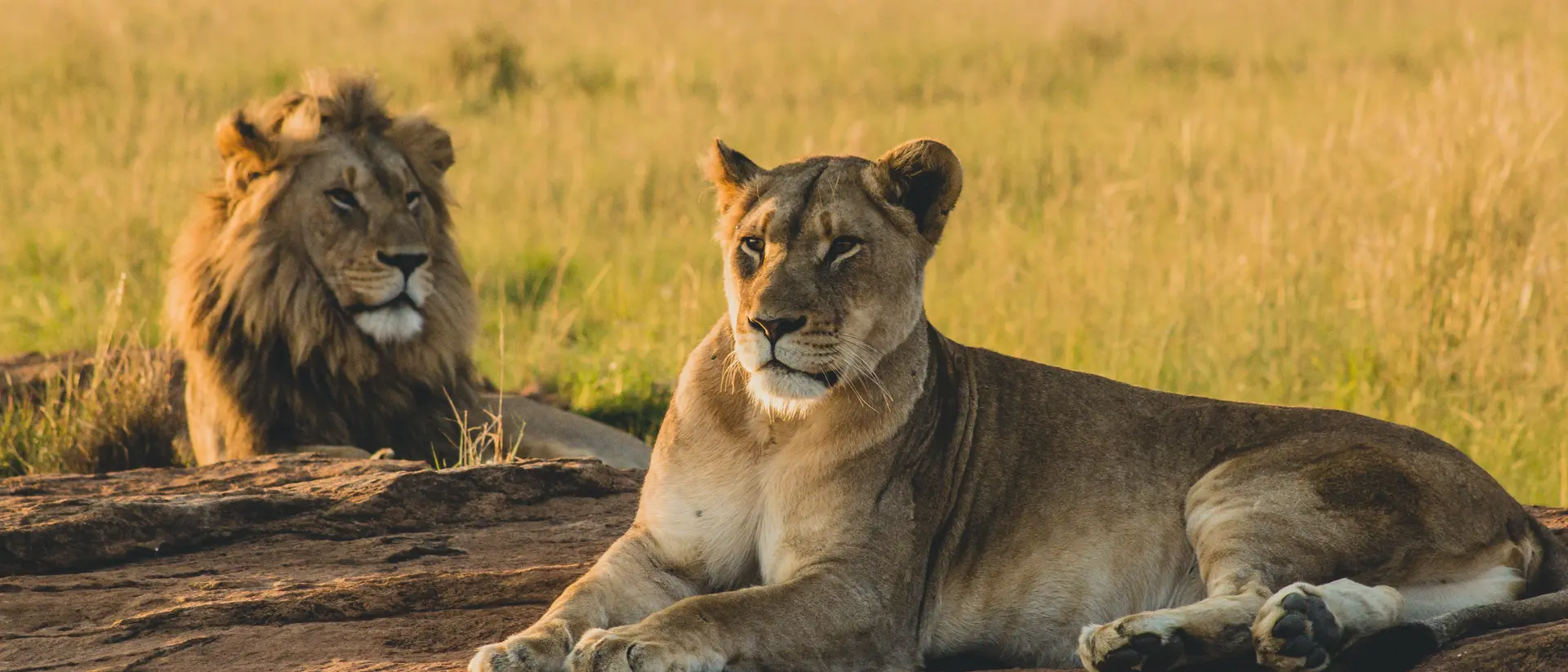 Lions in the Serengeti