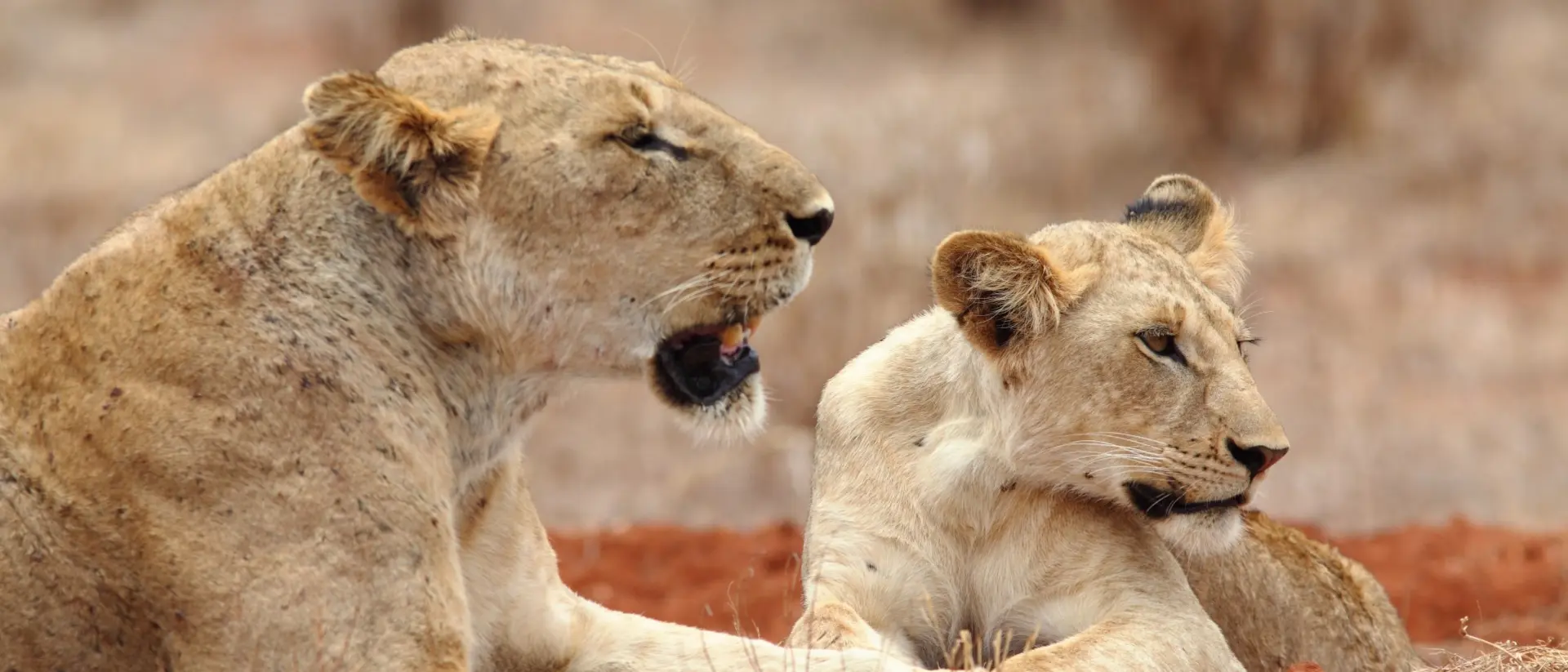 Lions in Tsavo East National Park, Kenya