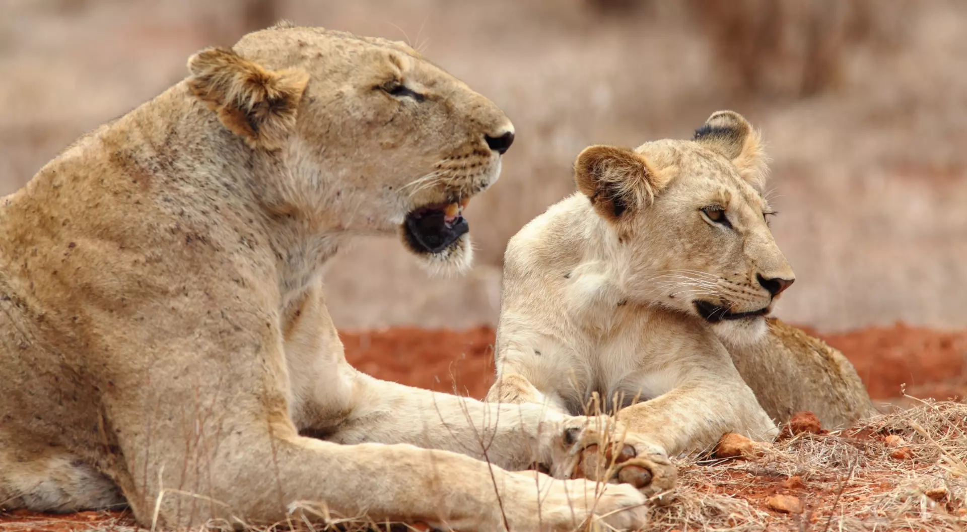 Lions in Tsavo East National Park, Kenya
