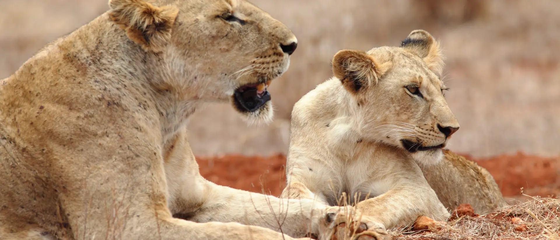 Lions in Tsavo East National Park, Kenya
