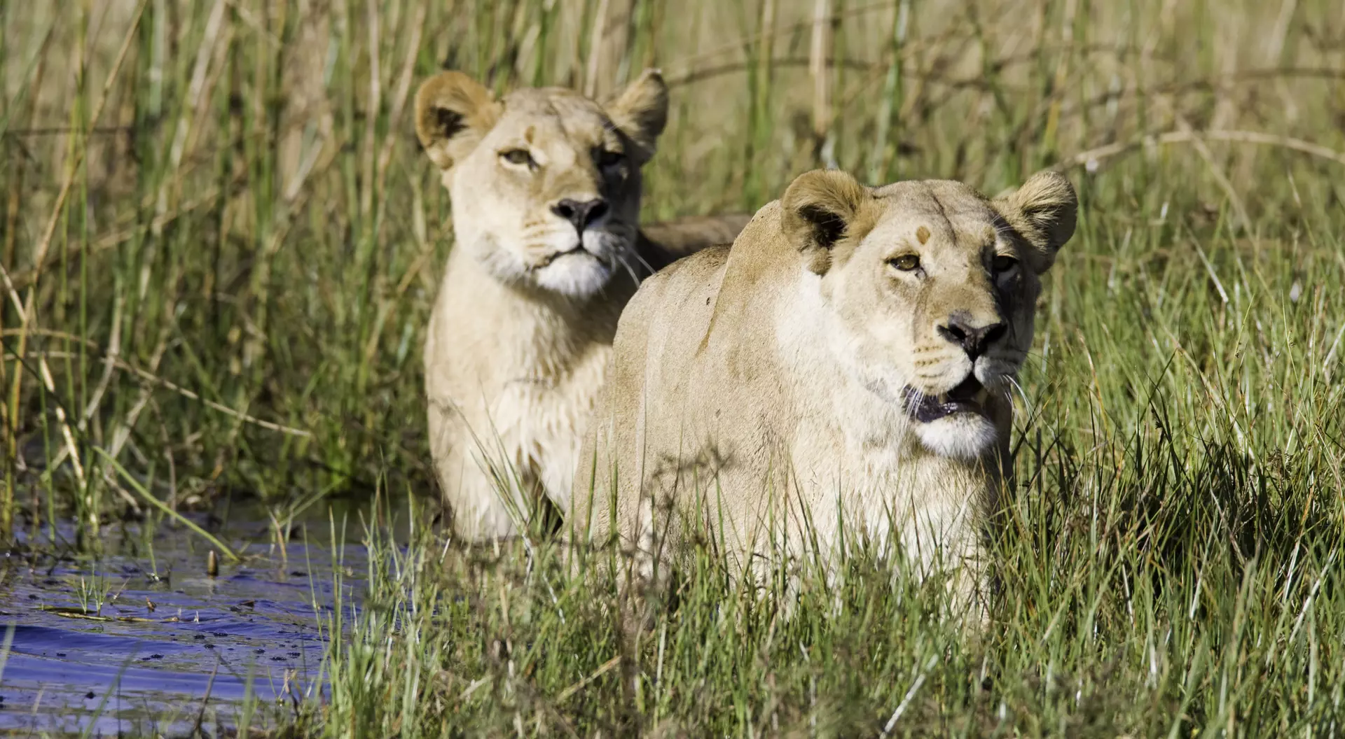 Lions in the Okavango