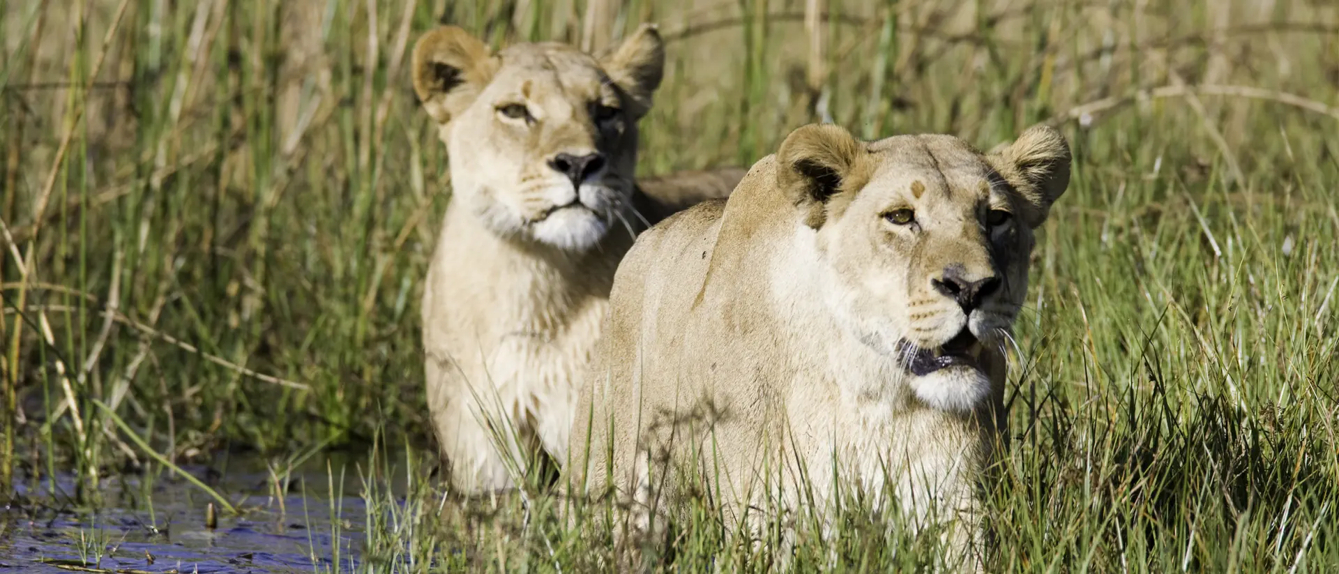 Lions in the Okavango