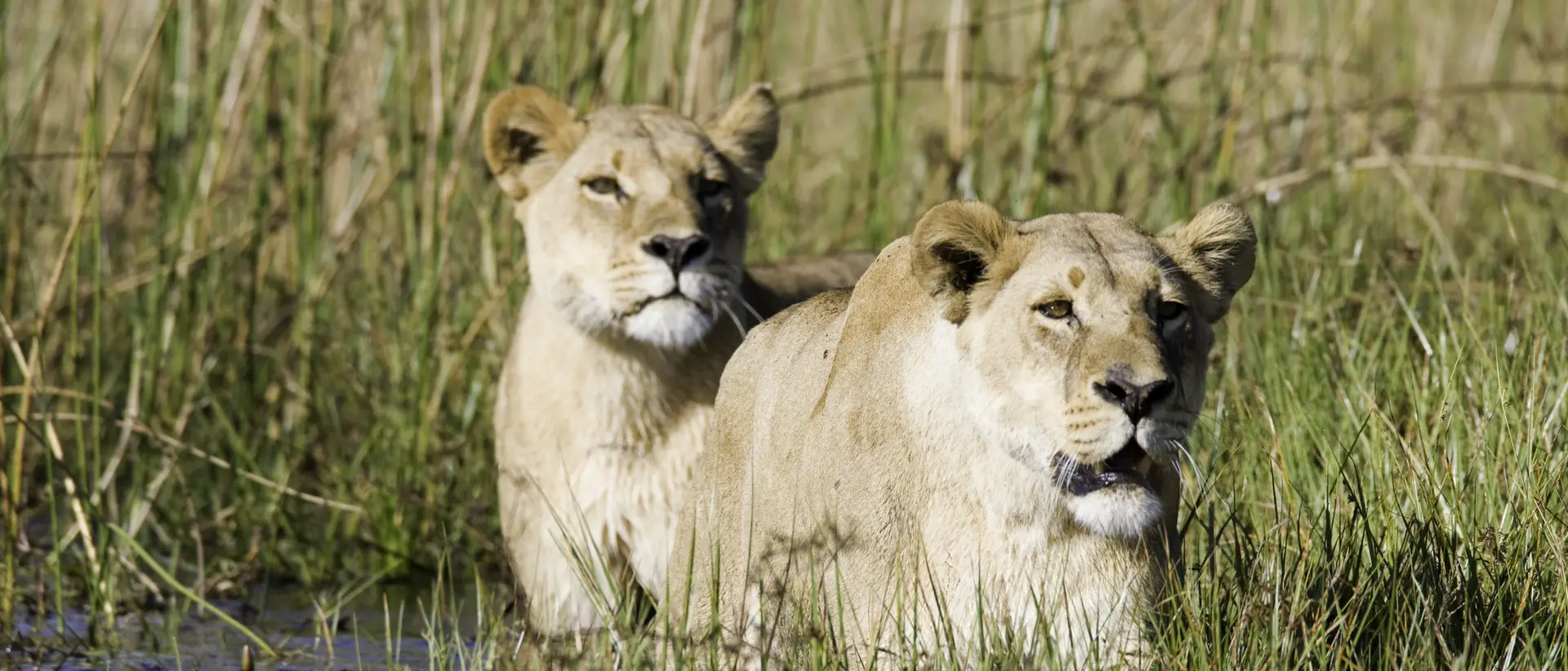 Lions in the Okavango