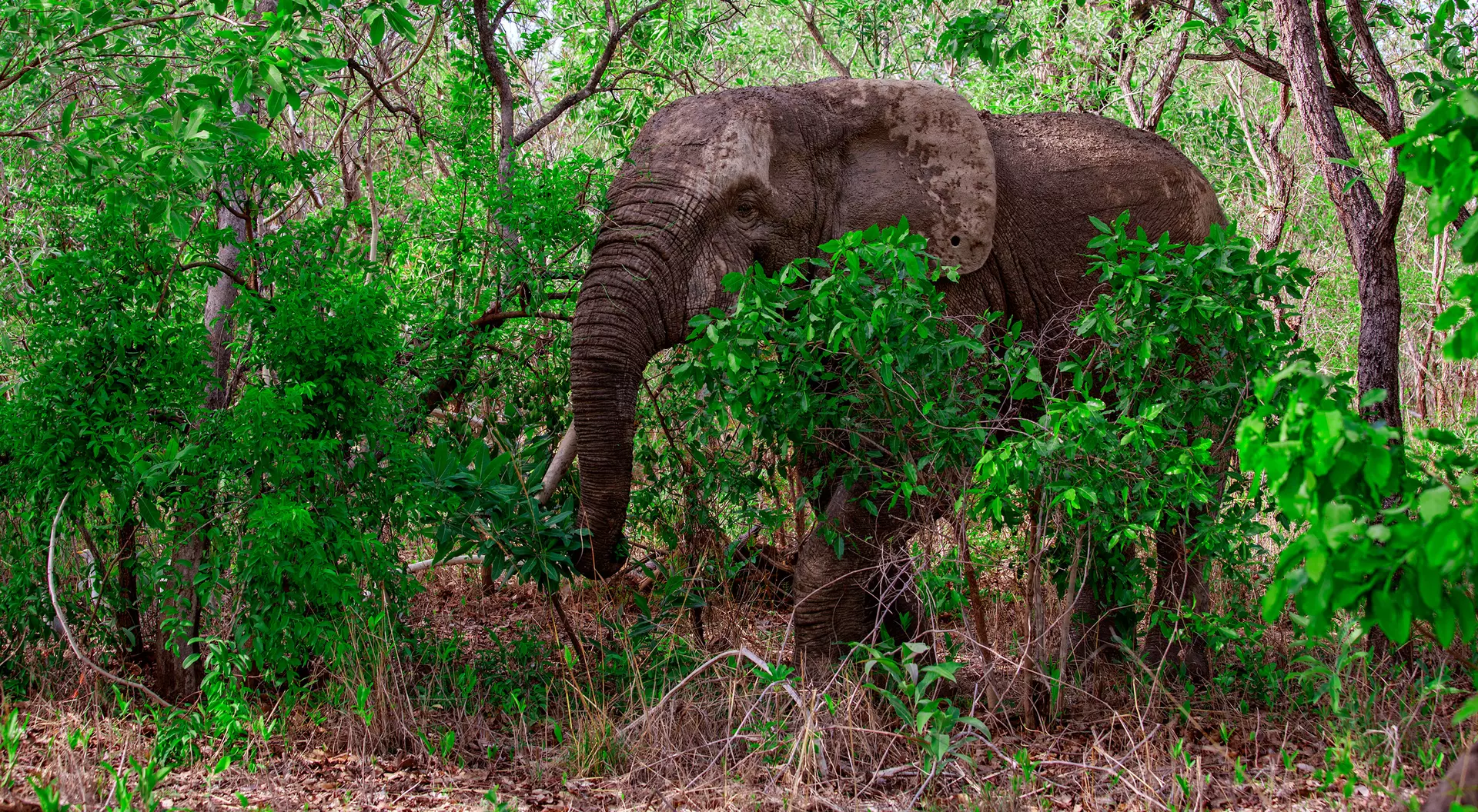 Mole National Park