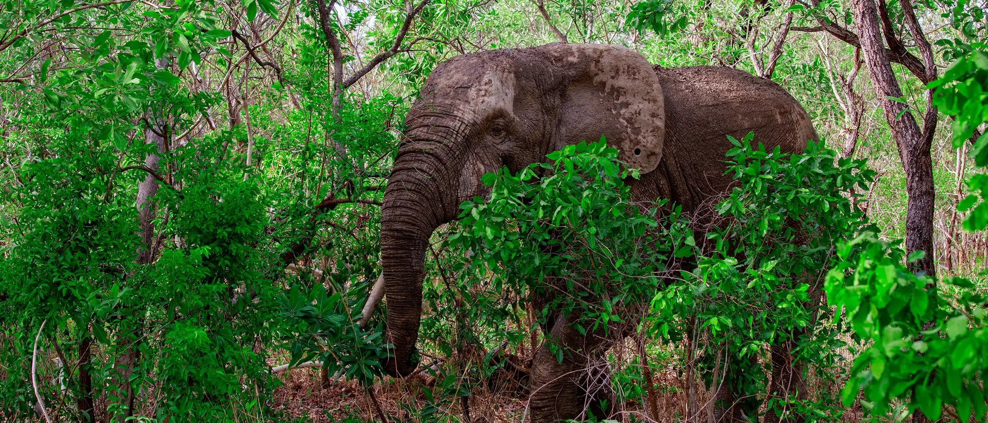 Mole National Park