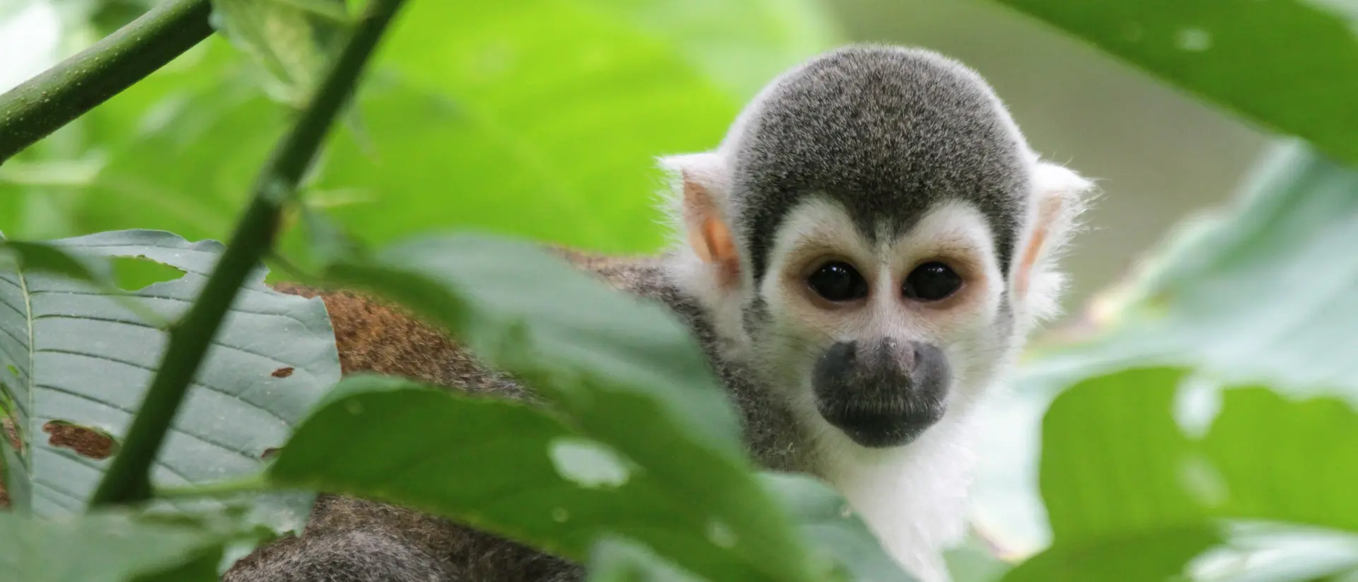 Monkey in the Ecuadorian Amazon