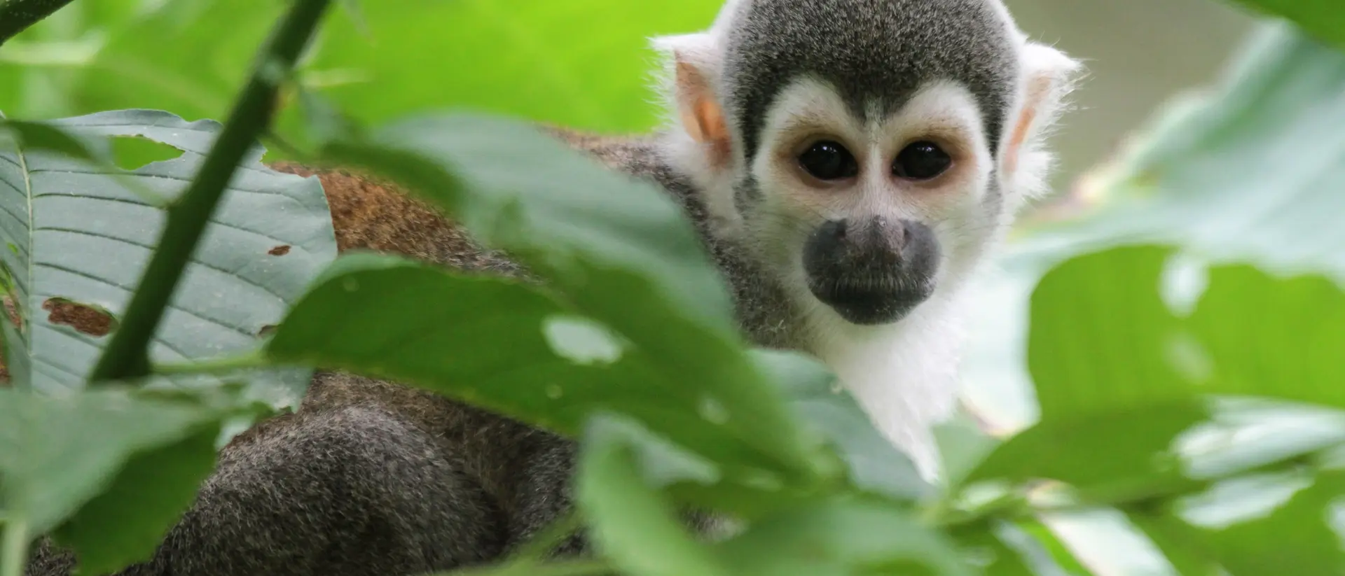 Monkey in the Ecuadorian Amazon