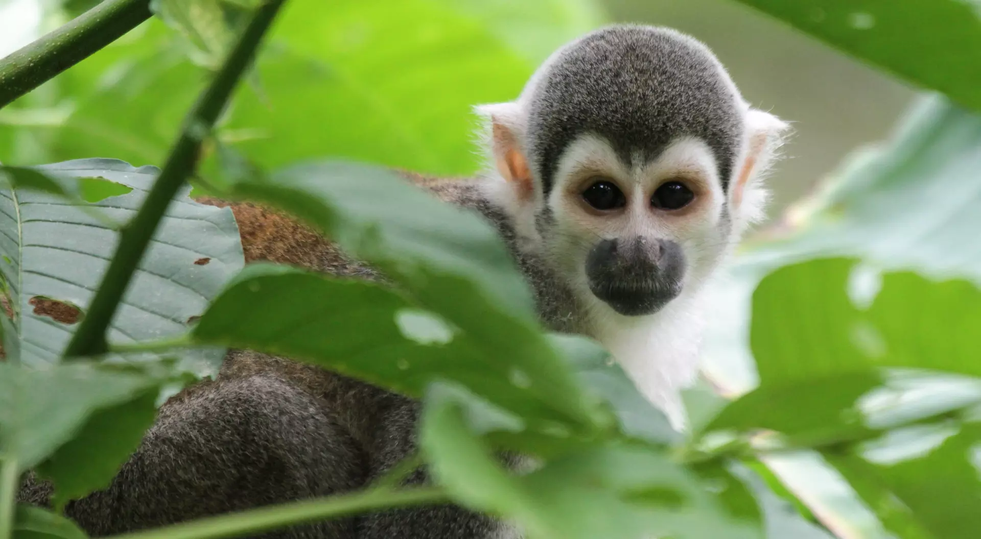Monkey in the Ecuadorian Amazon