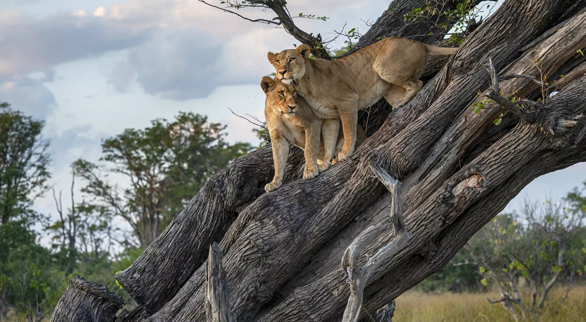 Moremi Game Reserve