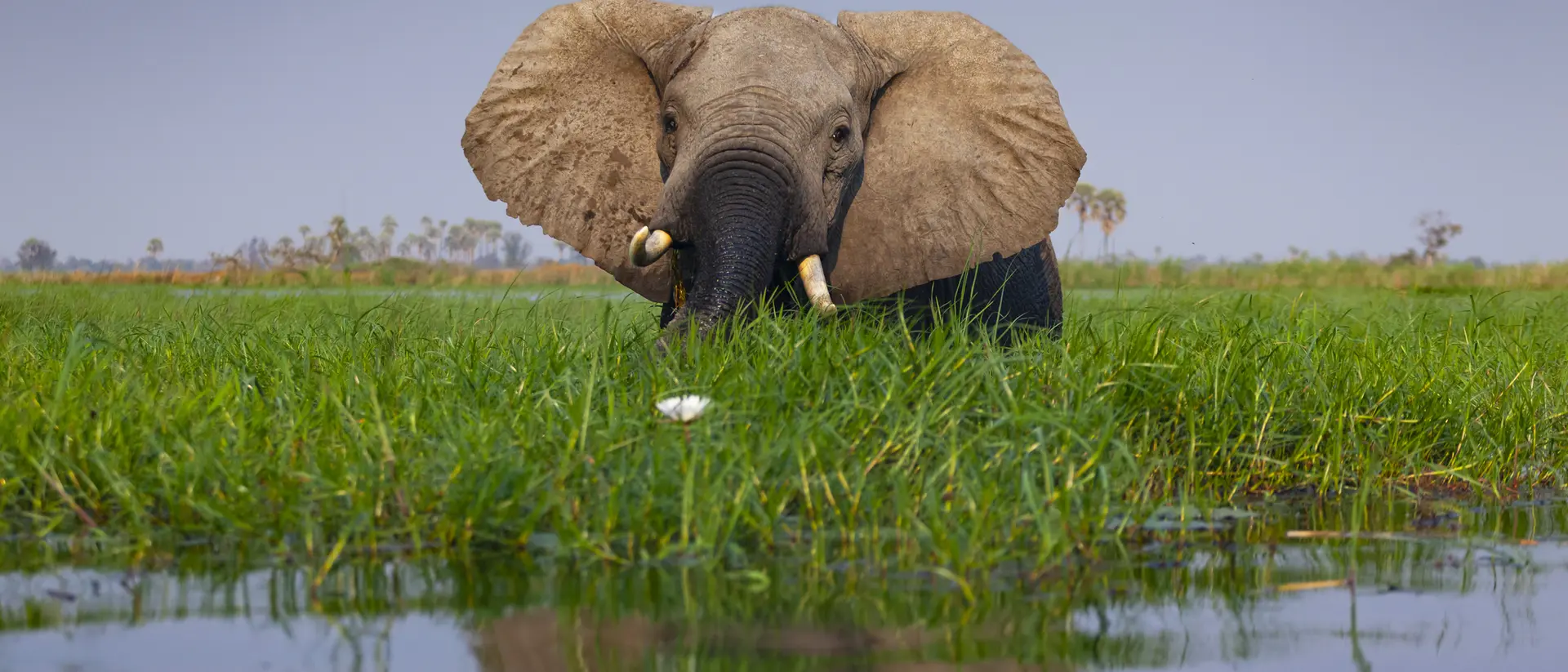 Okavango Delta