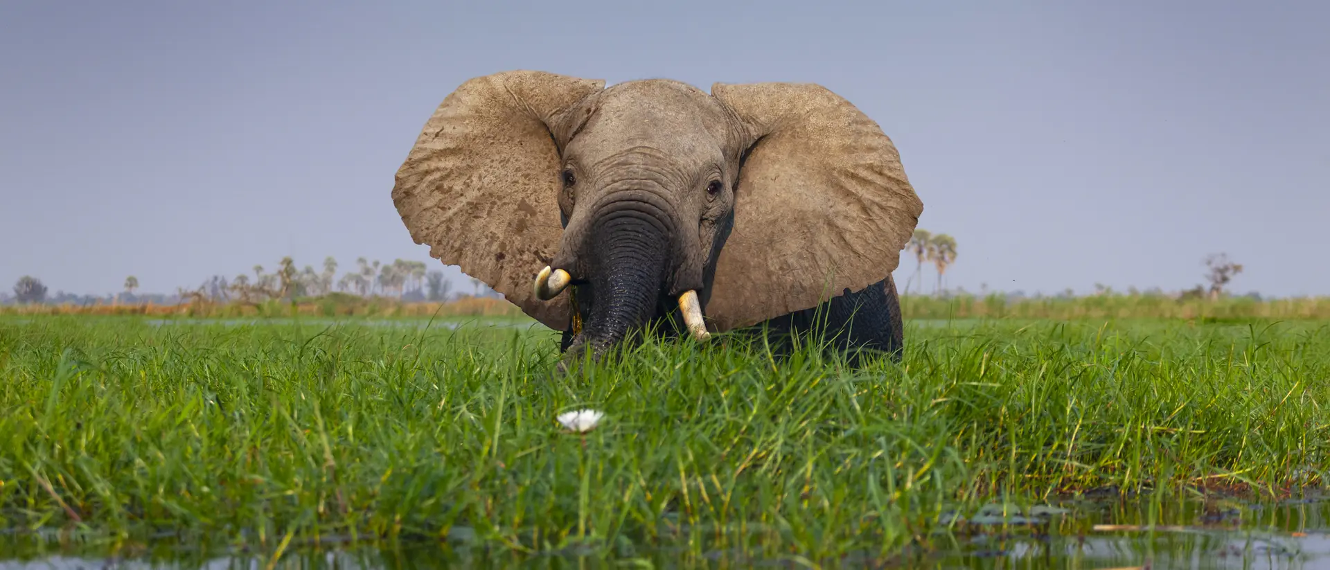Okavango Delta