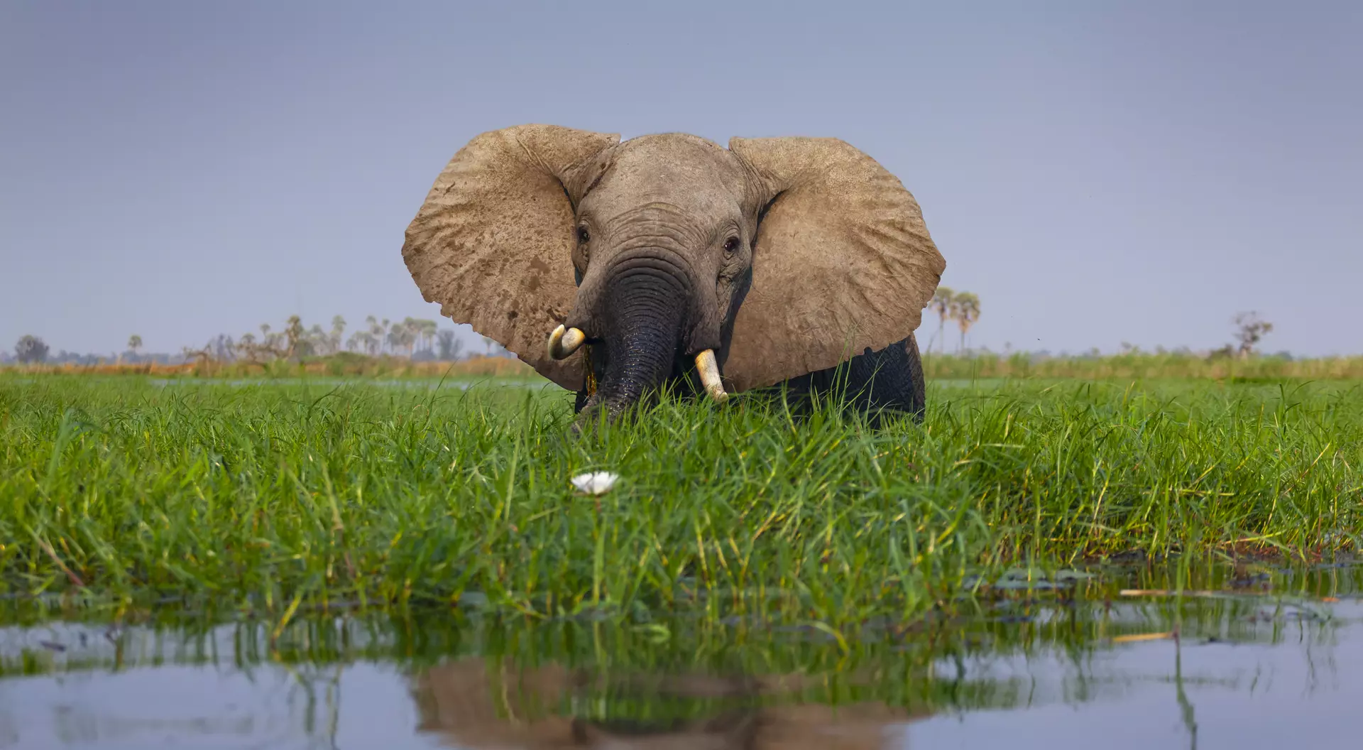 Okavango Delta