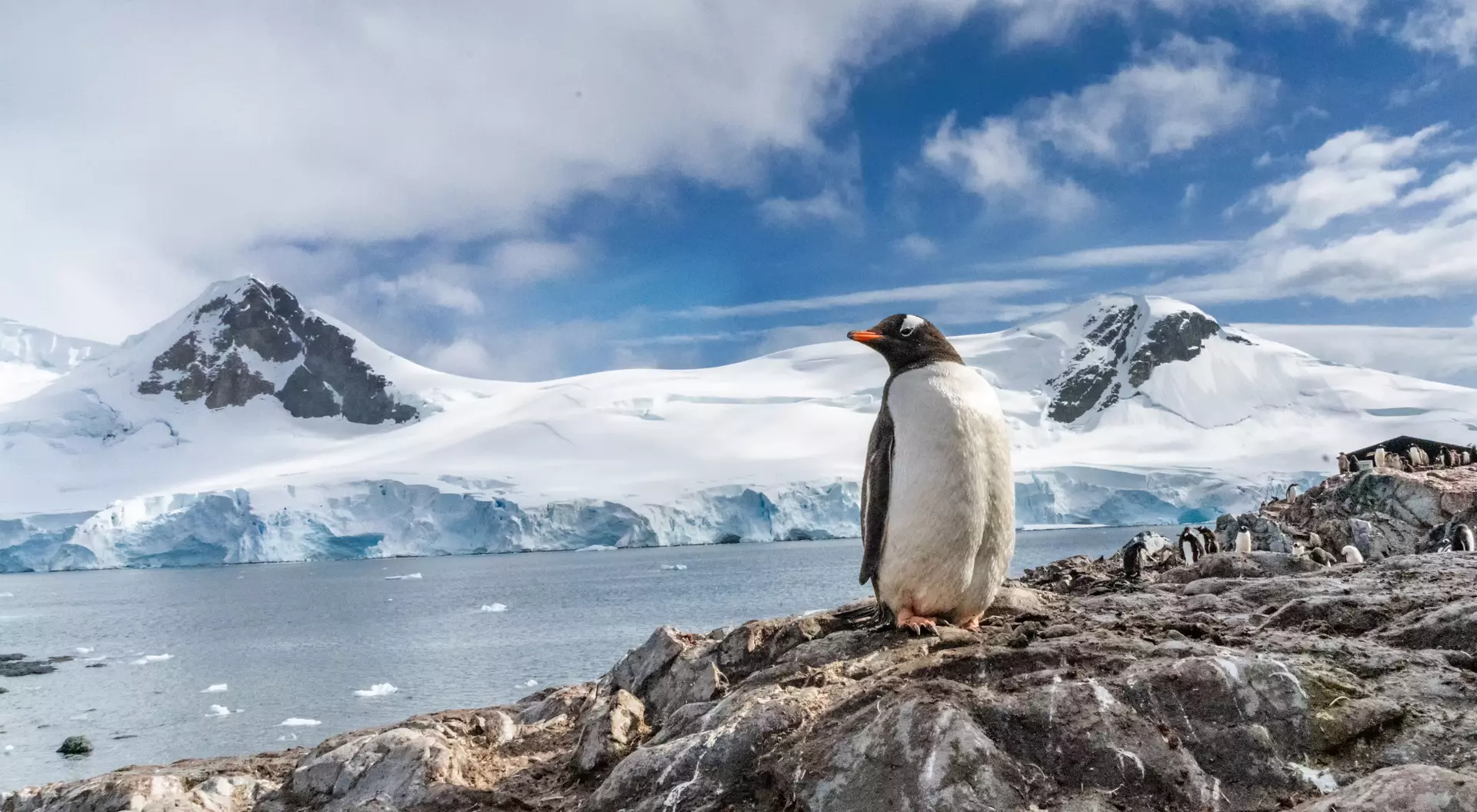Penguins in Antarctica