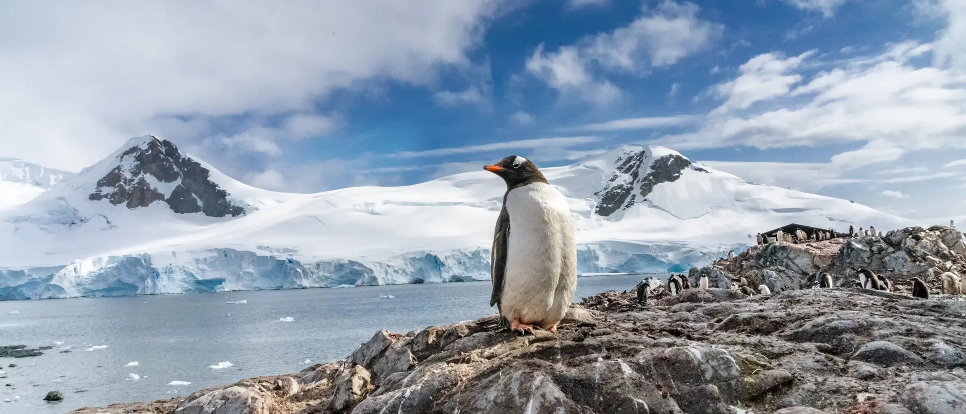 Penguins in Antarctica