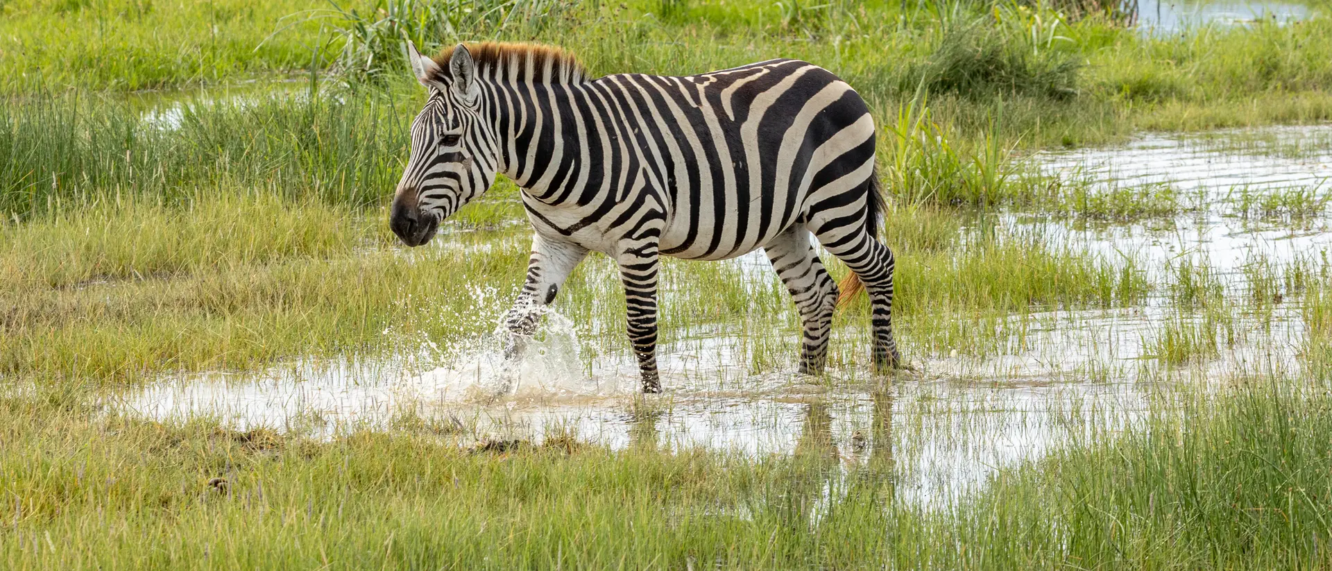 Plains Zebra, Ngorongoro Crater