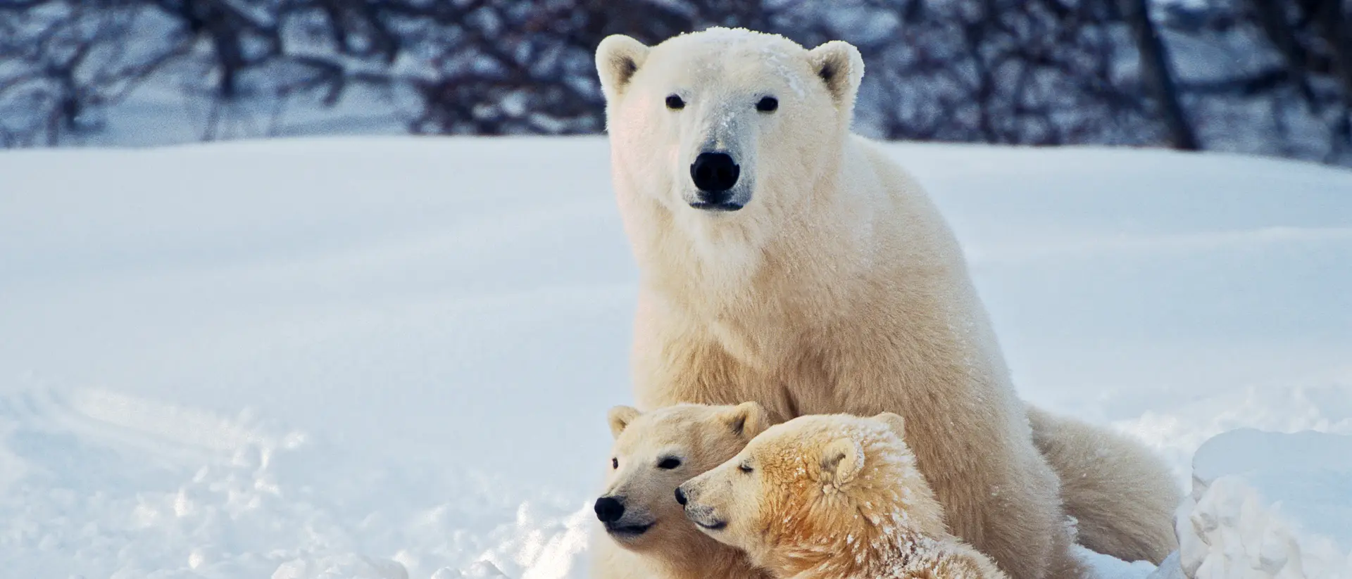 Polar Bear with Cubs
