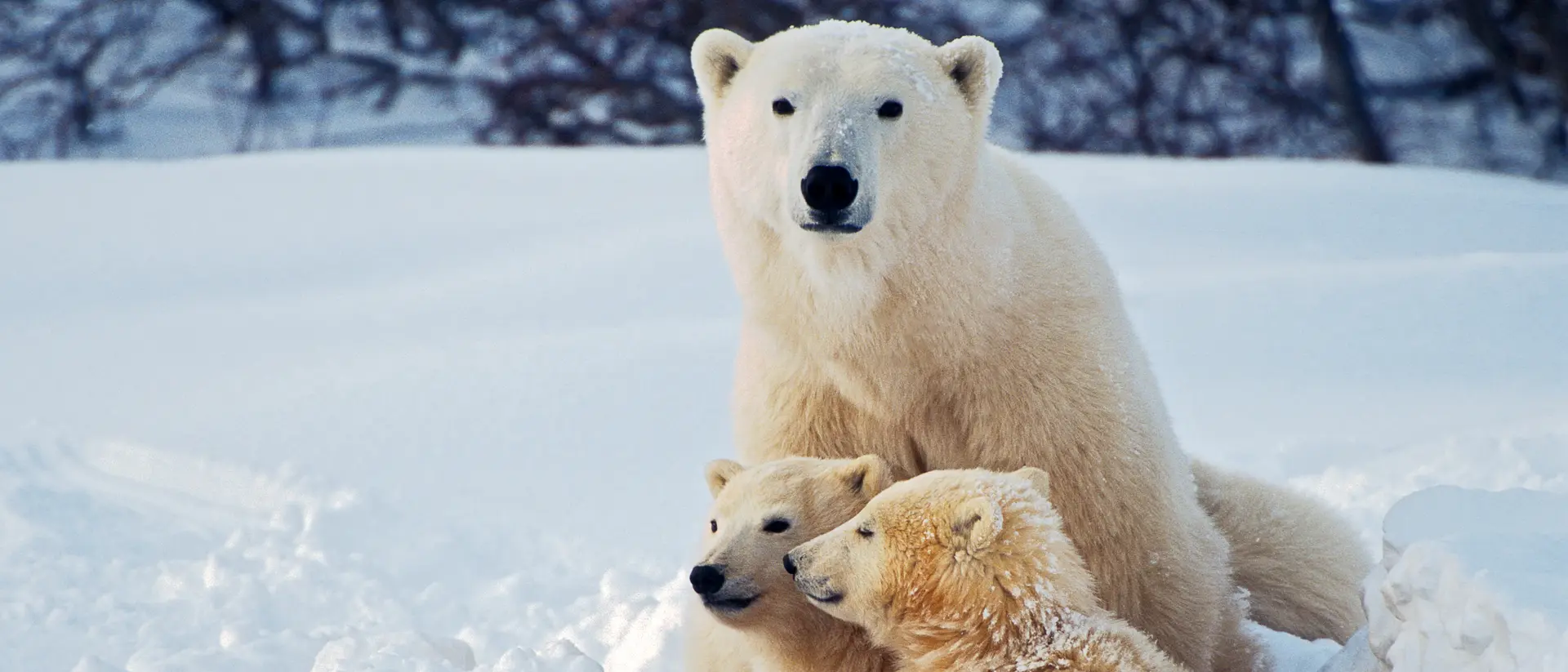 Polar Bear with Cubs